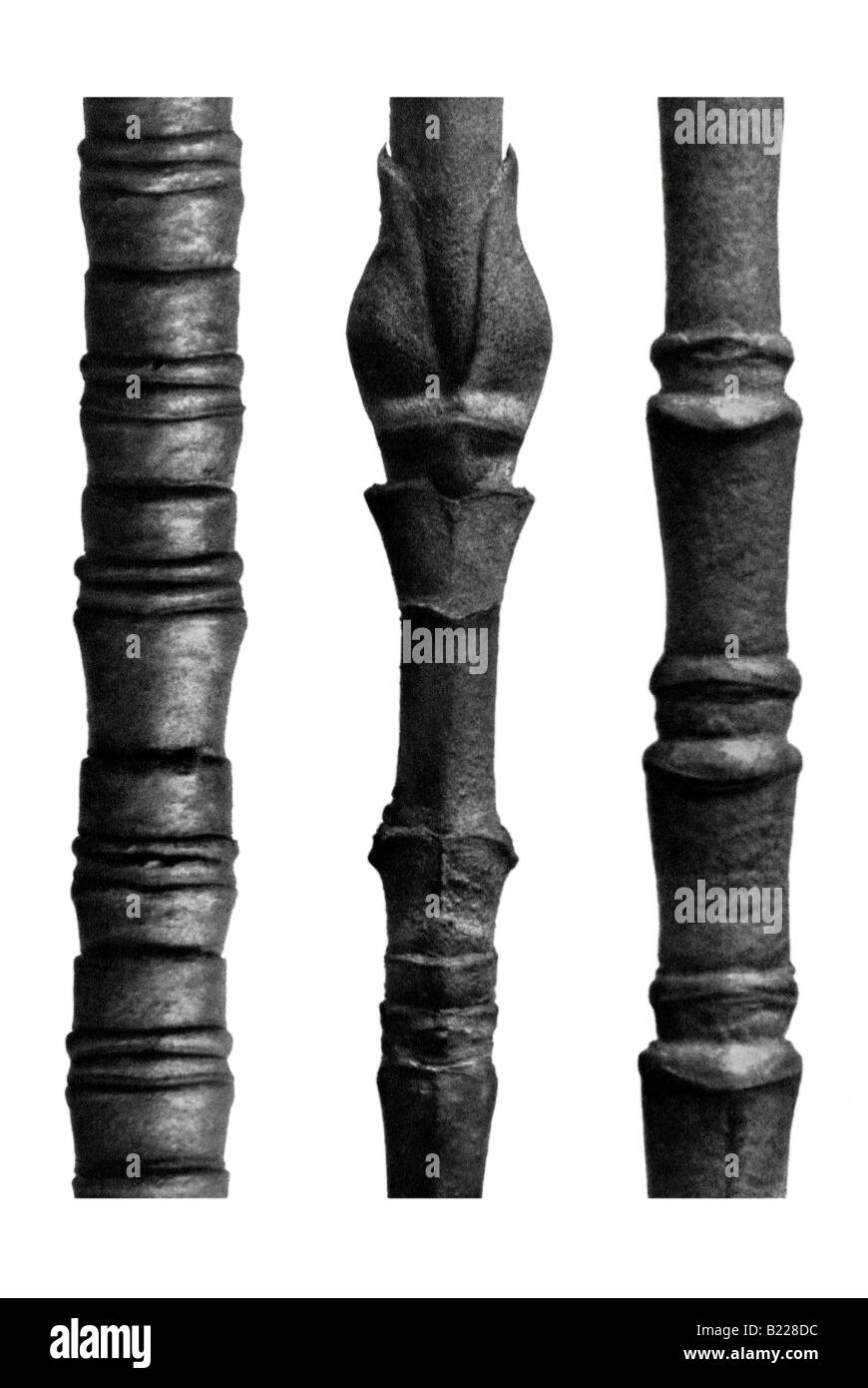 Twigs of two dogwood species Archetypes of Art Karl Blossfeldt Urformen der Kunst Stock Photo