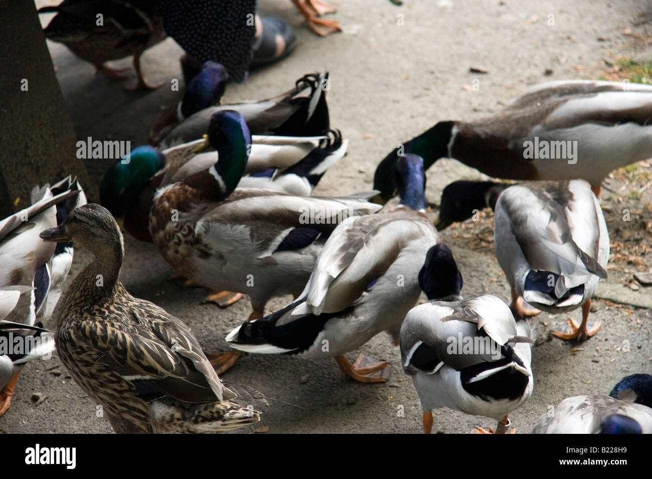 large group of ducks Stock Photo Alamy
