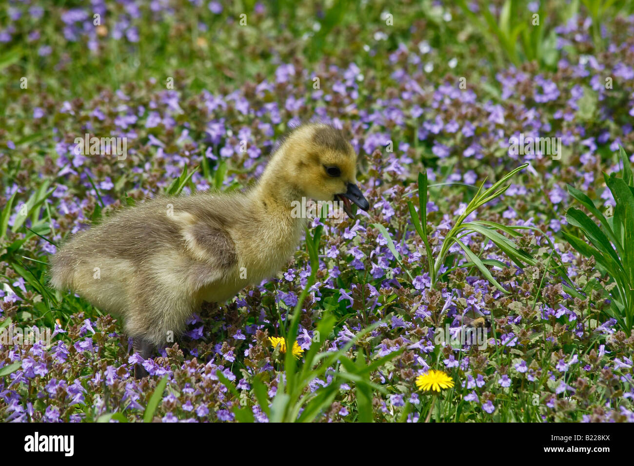 One goose gosling in the blooming meadow rural landscape nature ...