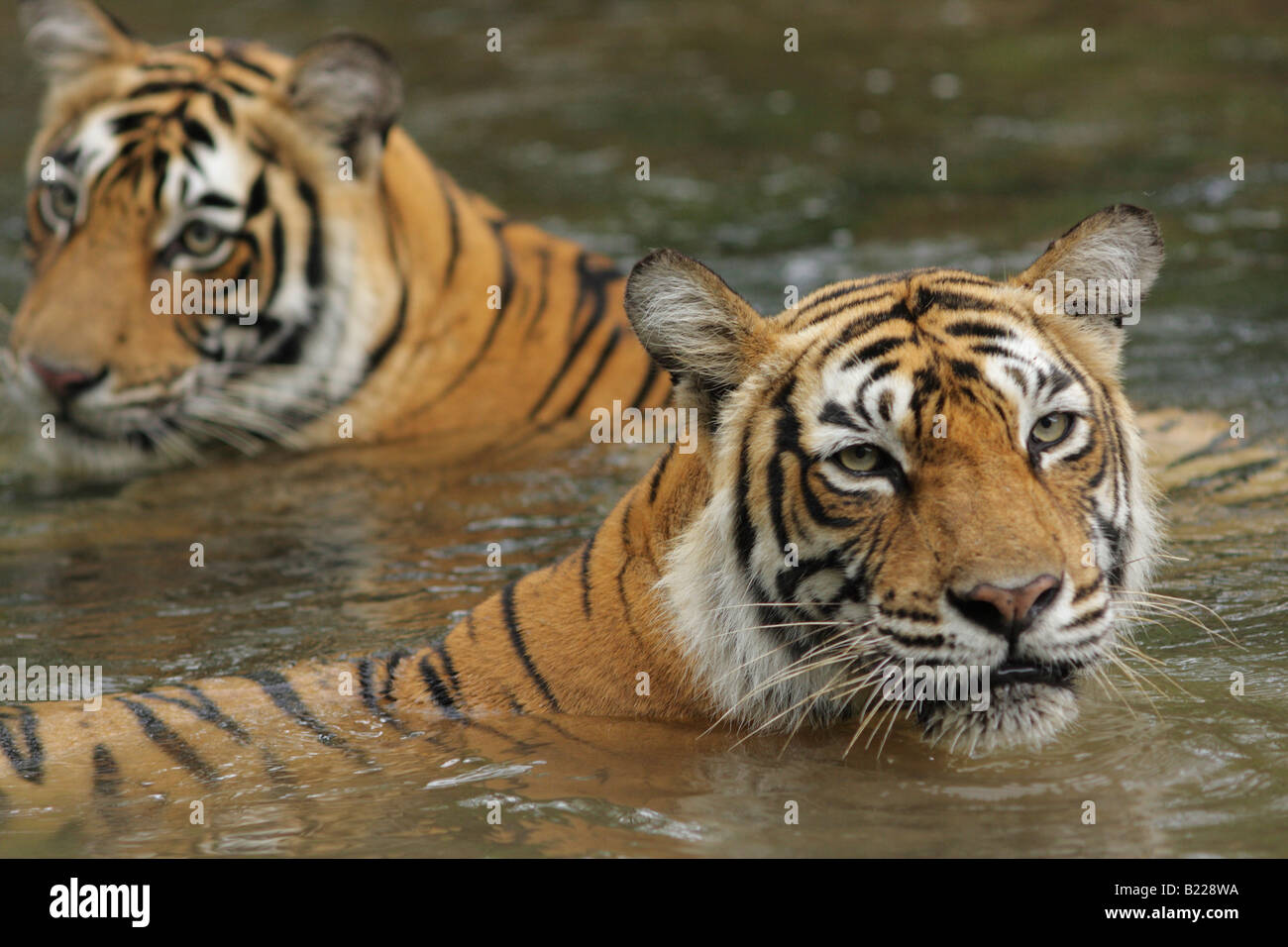A Bengal Tiger Machali family cooling in flowing water of monsoon at Ranthambore Tiger Reserve, India. (Panthera Tigris) Stock Photo
