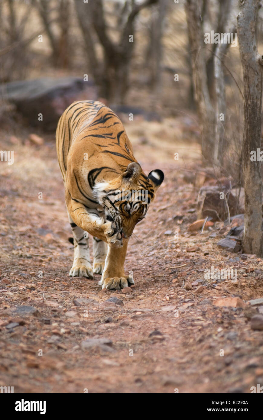 Bengal Tiger chewing his Paw (Panthera Tigris) Stock Photo