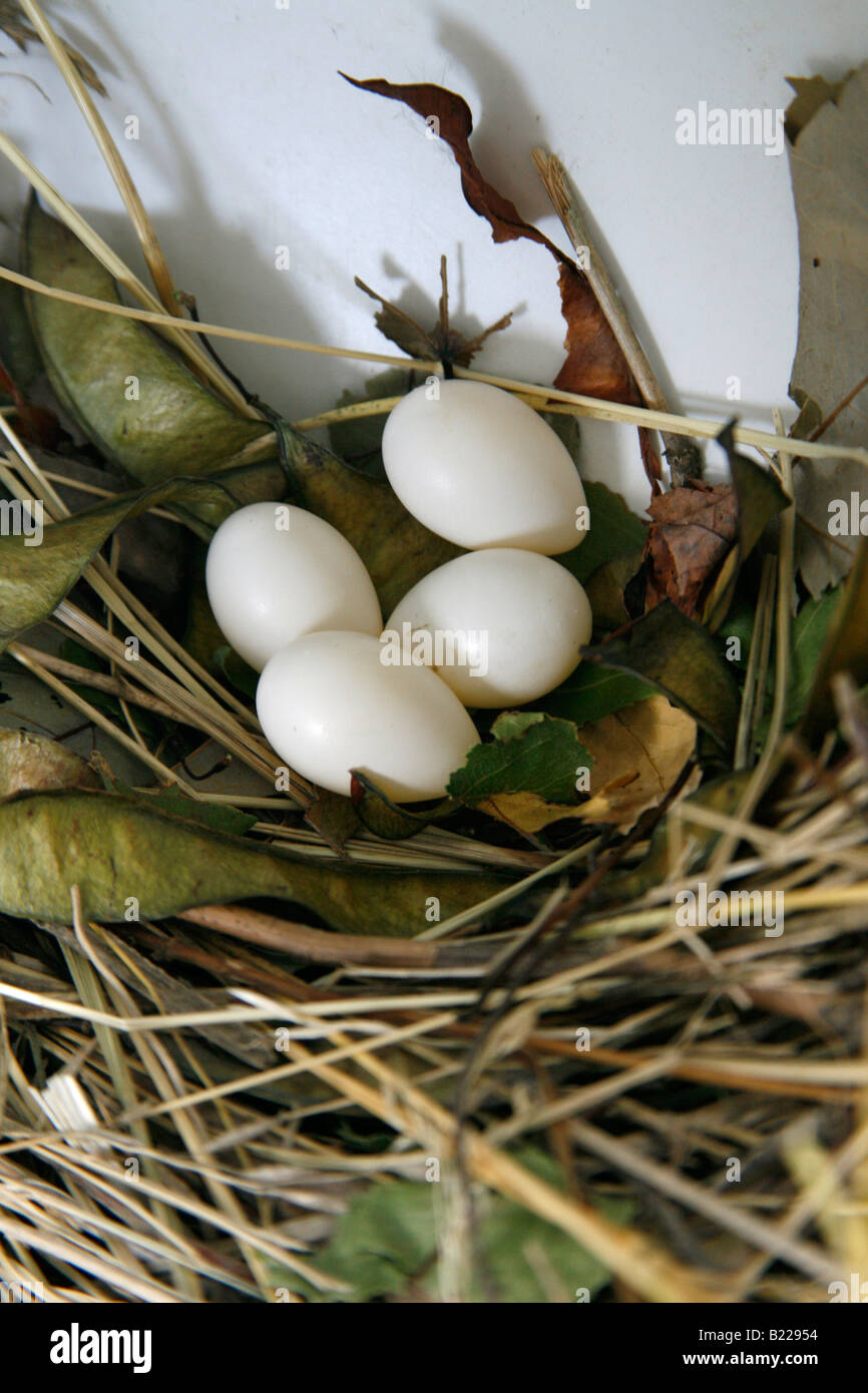 Purple Martin Nest with Four Eggs Vertical Stock Photo Alamy