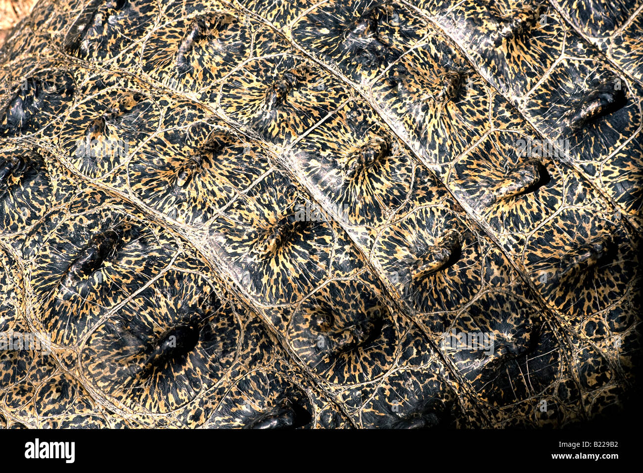 Leistenkrokodil Saltwater Crocodile Crocodylus porosus skin detail Rainforest Habitat Wildlife Sanctuary Stock Photo