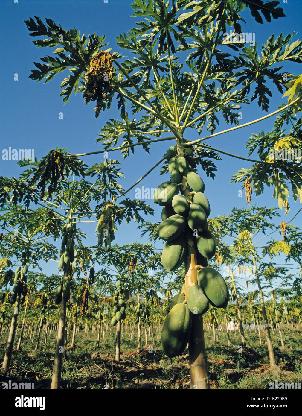 Papaya tree Costa Rica Stock Photo Alamy