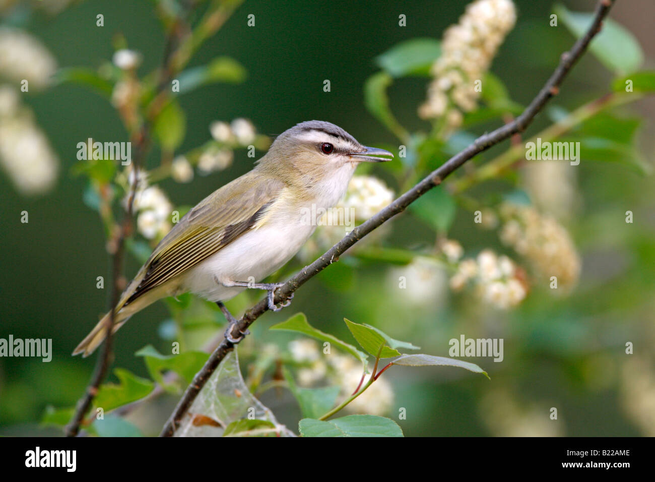Red eyed Vireo perched in Wild Black Cherry Tree with blossoms Stock Photo