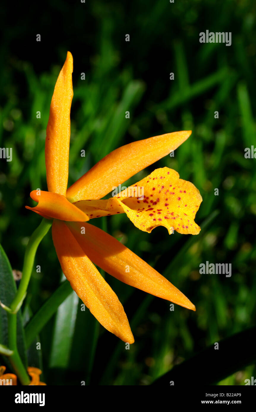 Orchid flower, Brassolaeliocattleya Blc. Haleahi Sunbow x Blc. Richard Mueller. Stock Photo