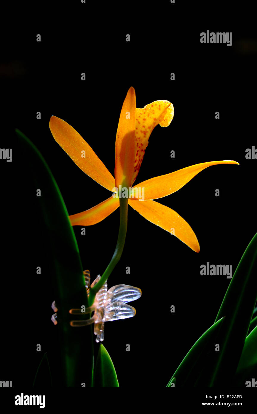 Orchid flower, Brassolaeliocattleya Blc. Haleahi Sunbow x Blc. Richard Mueller. Stock Photo