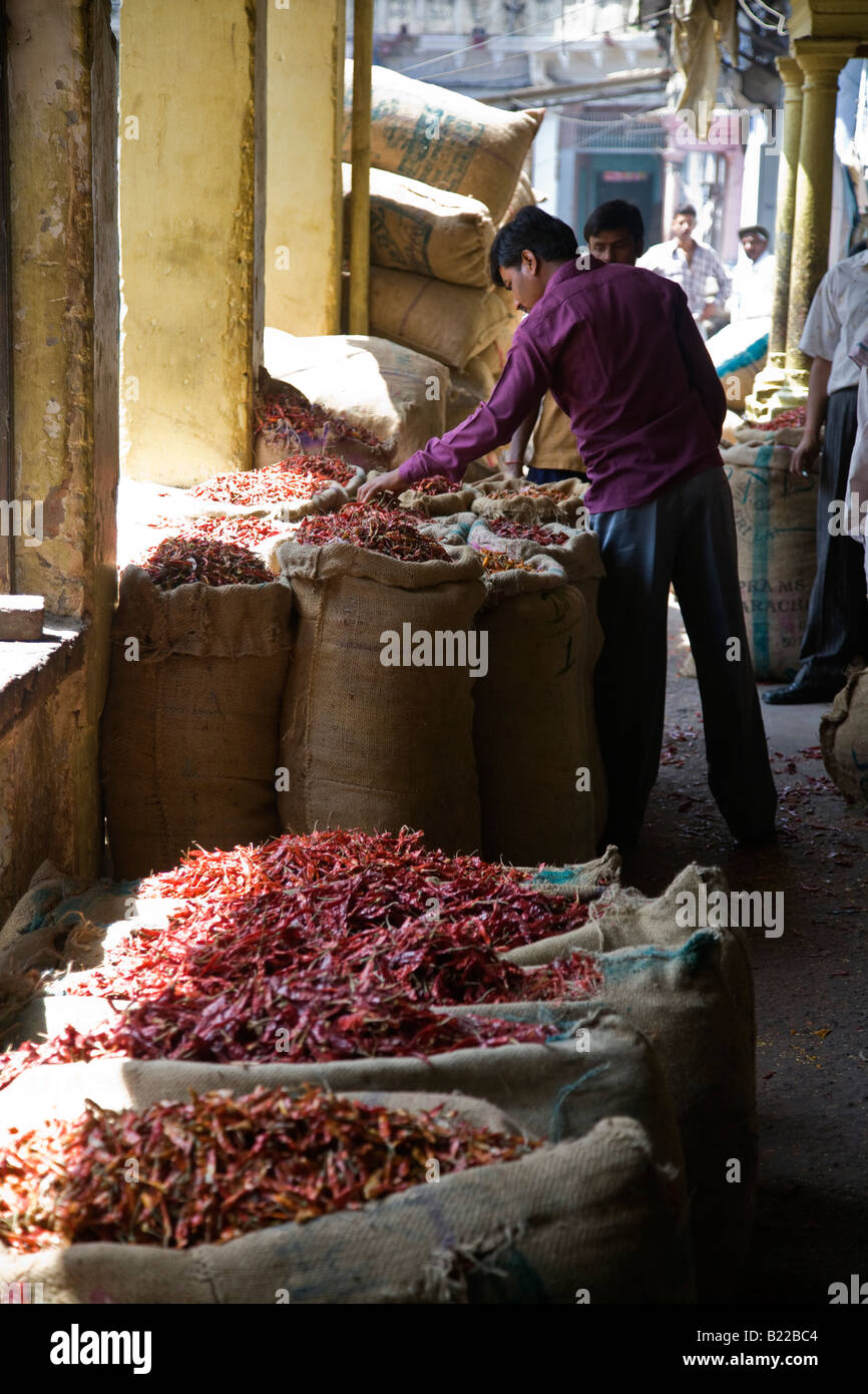CHILI PEPPERS are sold wholesale in the SPICE MARKET CHANDNI CHOWK OLD