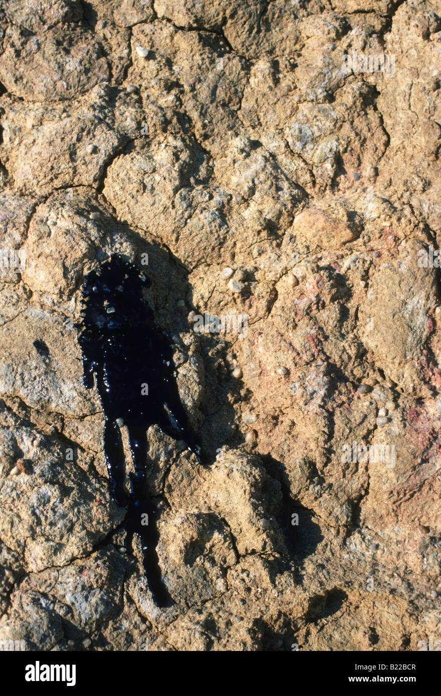 Tar splotch on clay Martha s Vineyard MA Stock Photo - Alamy