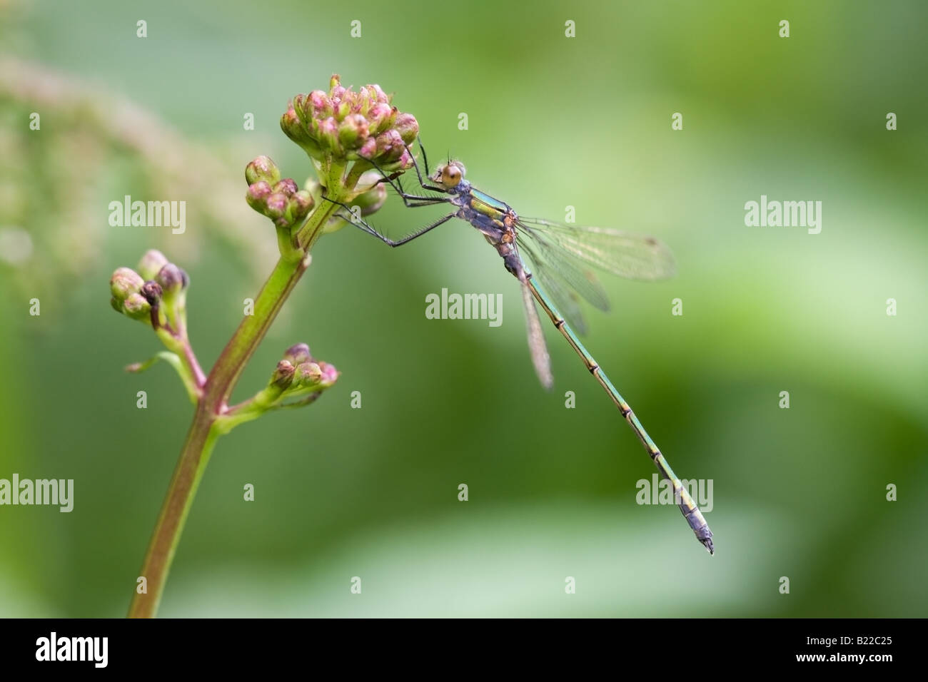 Emerald Damselfly Lestes sponsa adult male at rest on Figwort flower ...