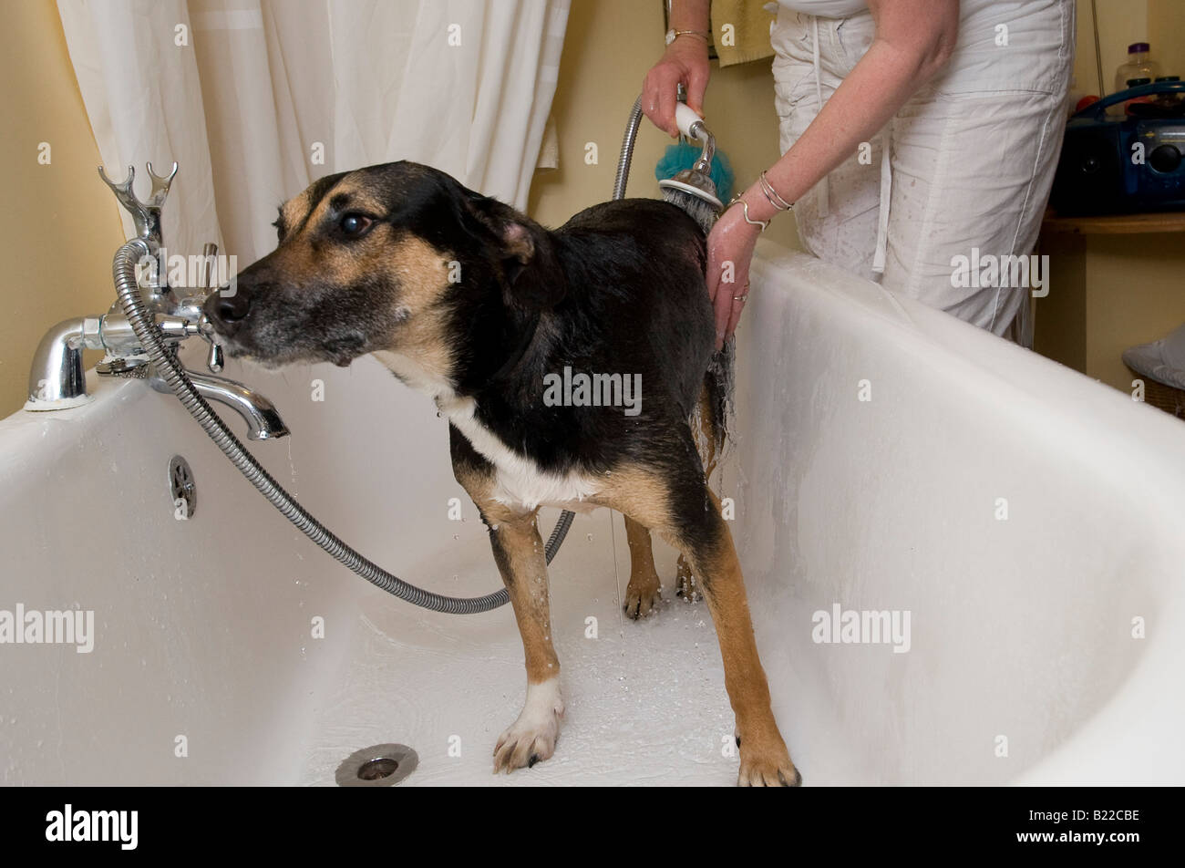 Dog s don t like baths Stock Photo Alamy