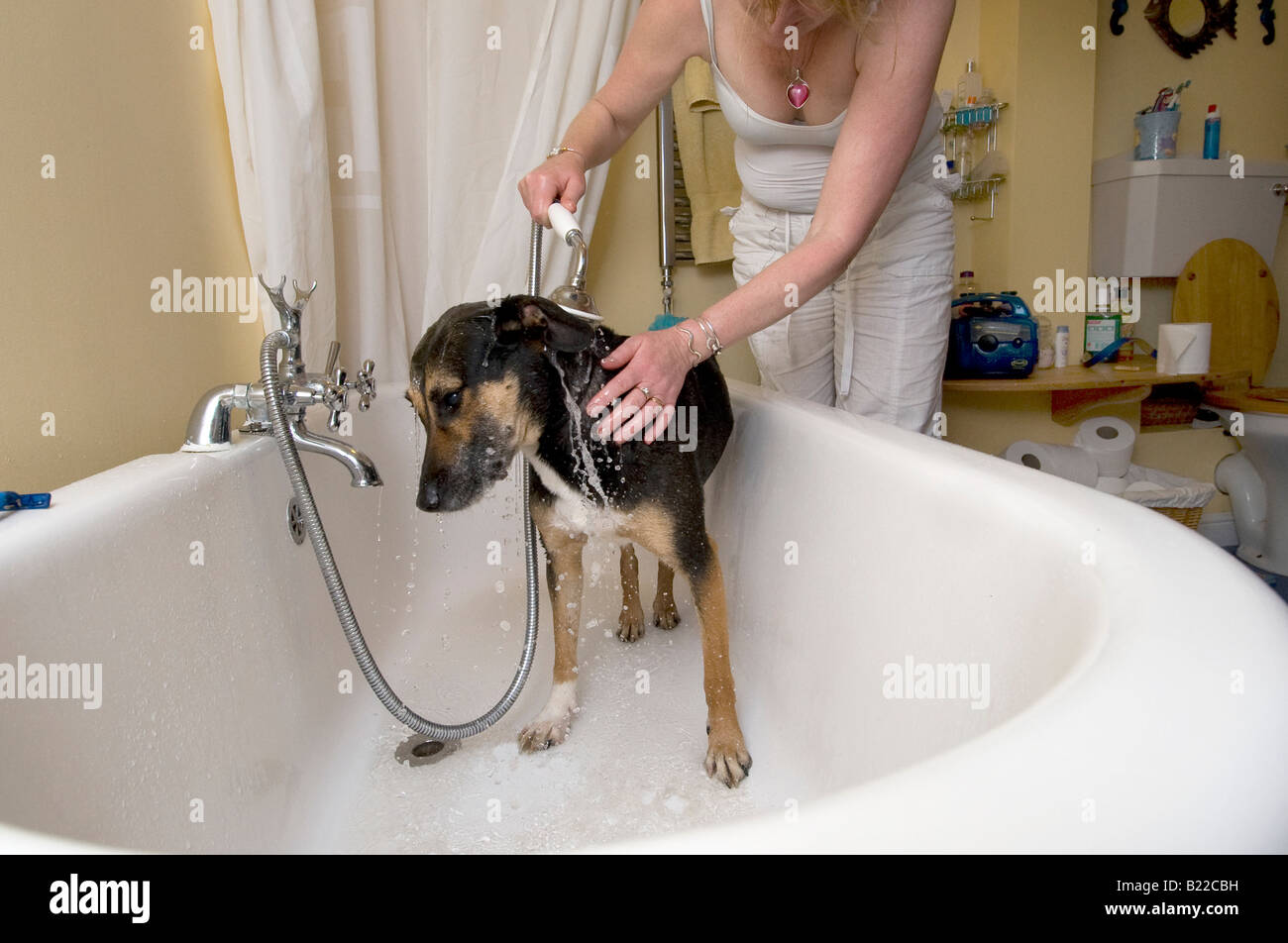 Dog s don t like baths Stock Photo Alamy