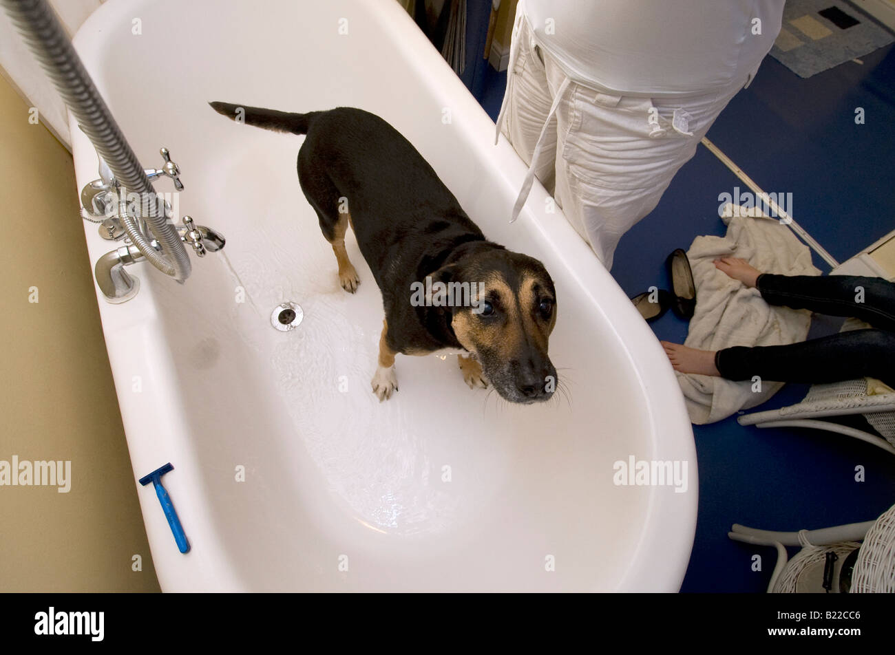 Dog s don t like baths Stock Photo Alamy