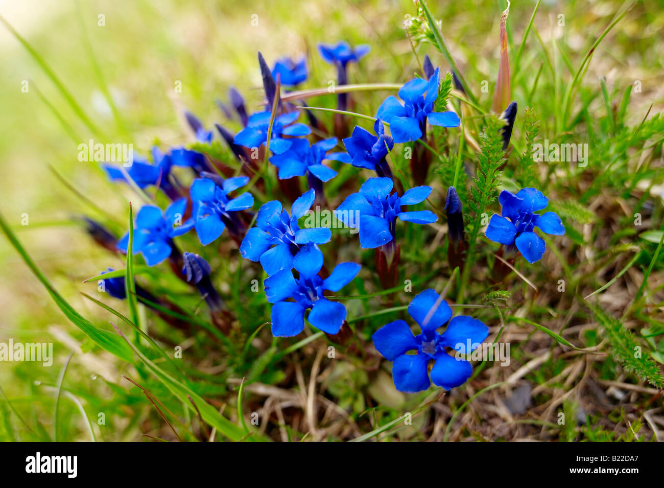 Spring Gentian (Gentiana Verna) - Bernese Alps Switzerland. Stock Photo
