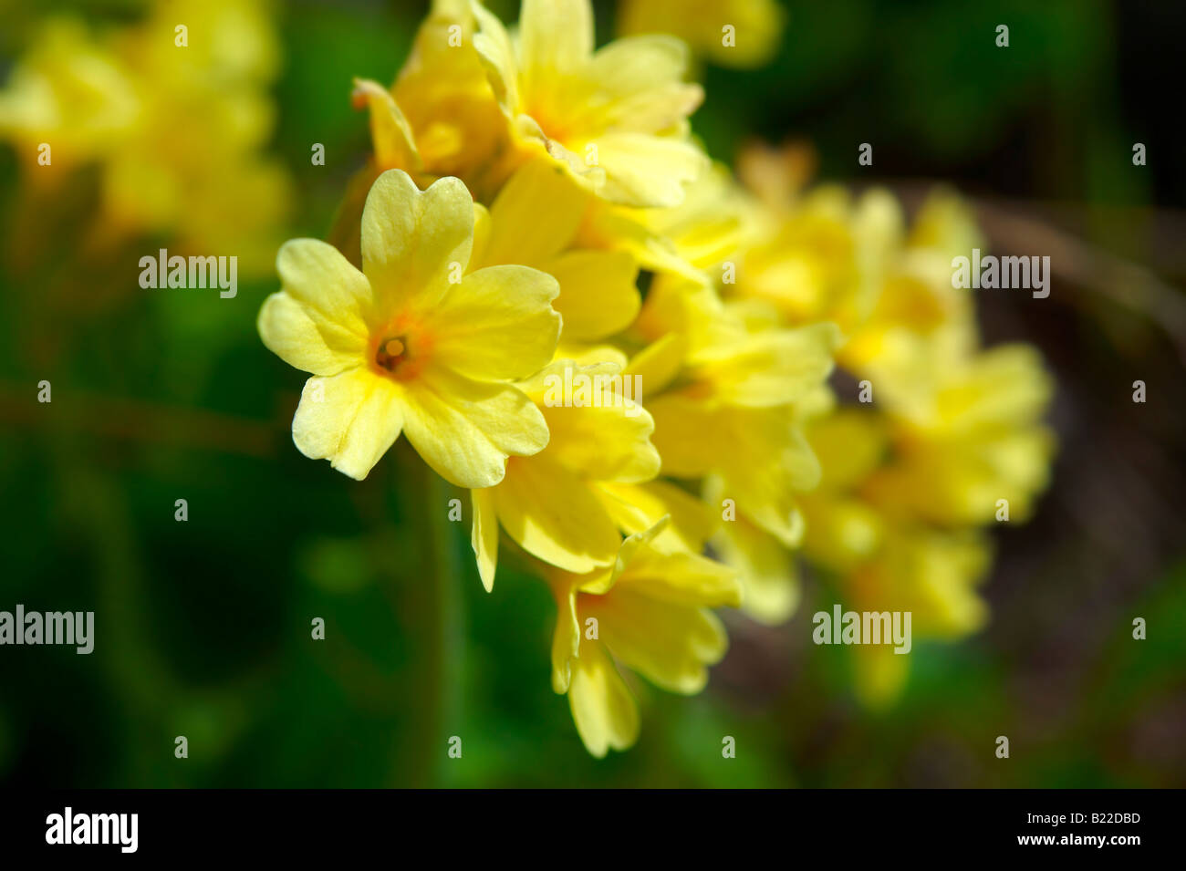 Alpine Oxslip  ( Primula elatior ) - Bernese Alps Switzerland Stock Photo