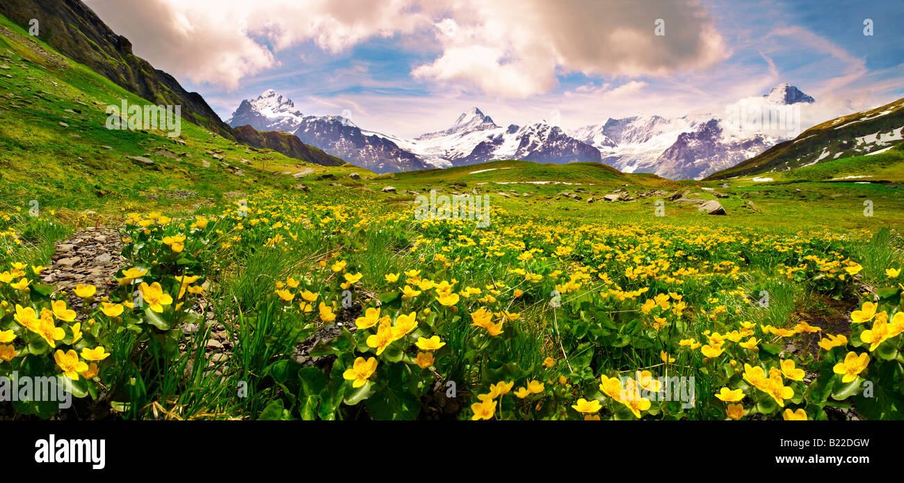 Alpine Marsh Marigolds ( Caltha Palustris ) .with the Schreckhorn and Eiger, Bernese Alps . Switzerland Stock Photo