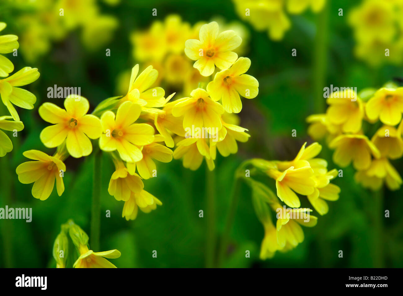 Alpine Oxslip  ( Primula elatior ) - Bernese Alps Switzerland Stock Photo