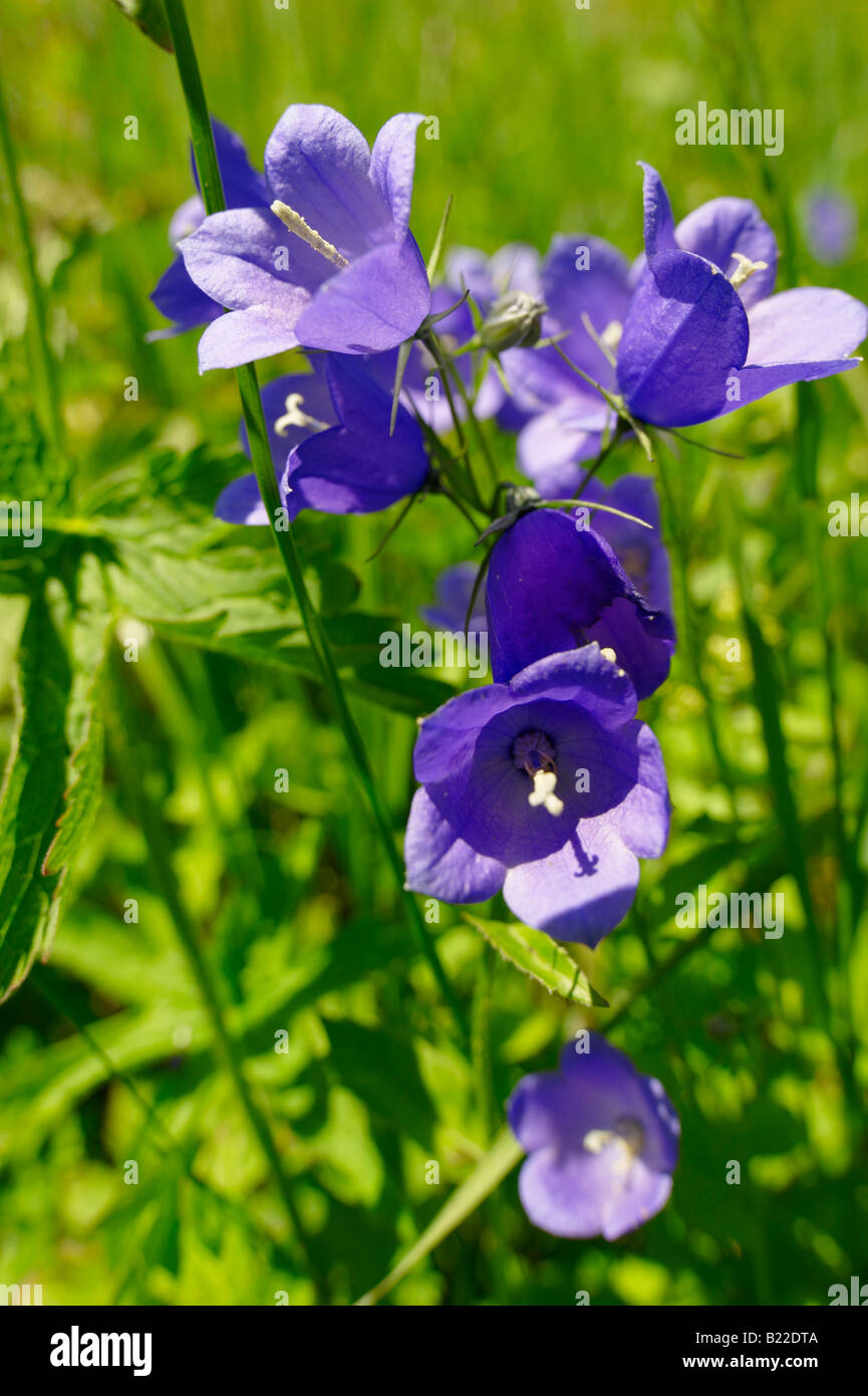 Alpine Harebell ( Campanula Rotundiflora ) - Bernese Alps, Switzerland Stock Photo