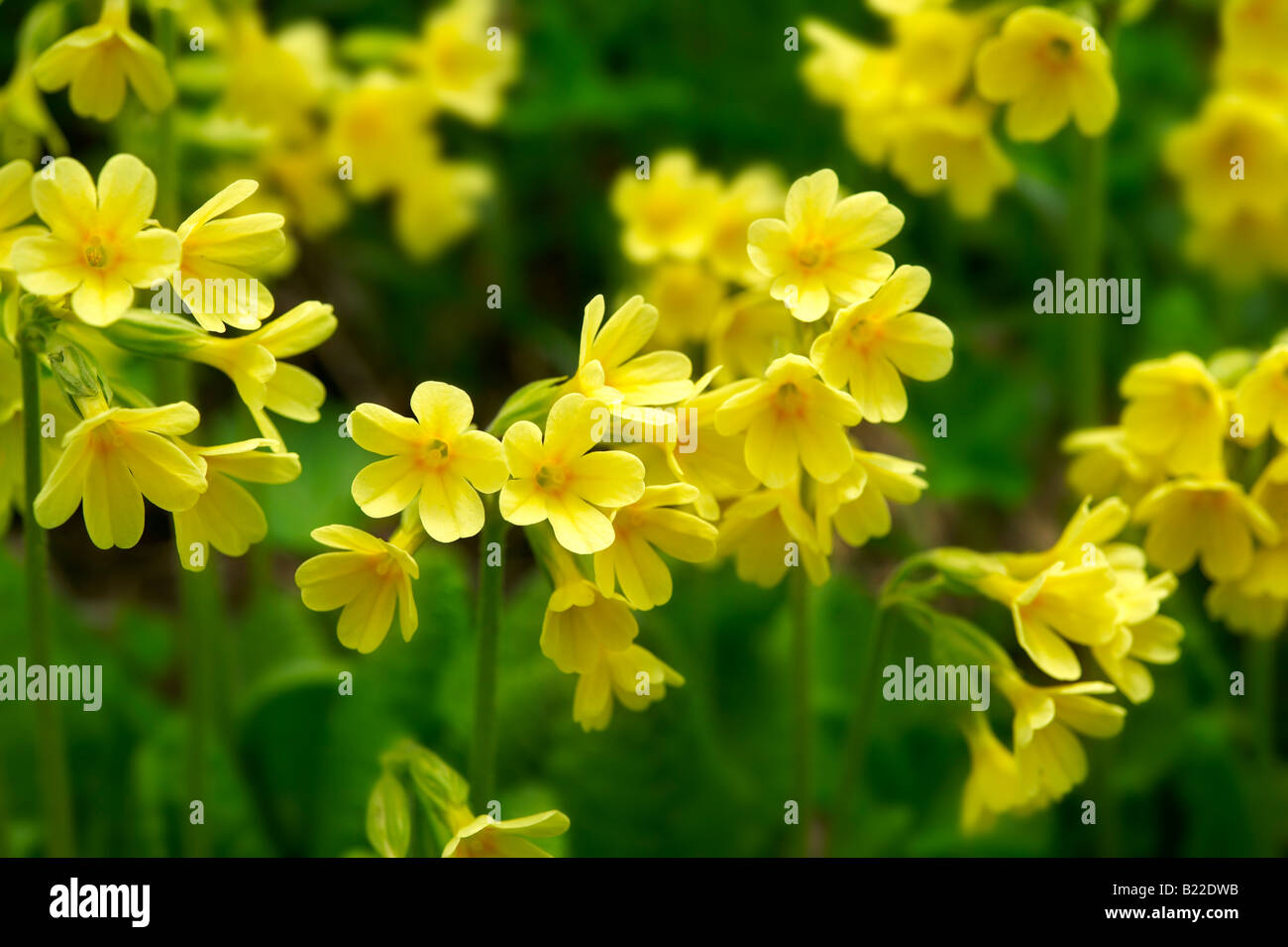 Alpine Oxslip  ( Primula elatior ) - Bernese Alps Switzerland Stock Photo
