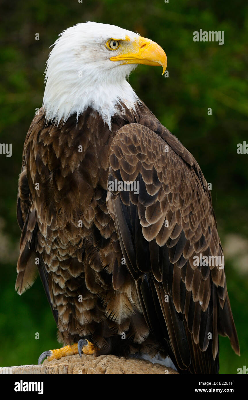 Threatened and threatening Bald Eagle standing on a stump in the rain