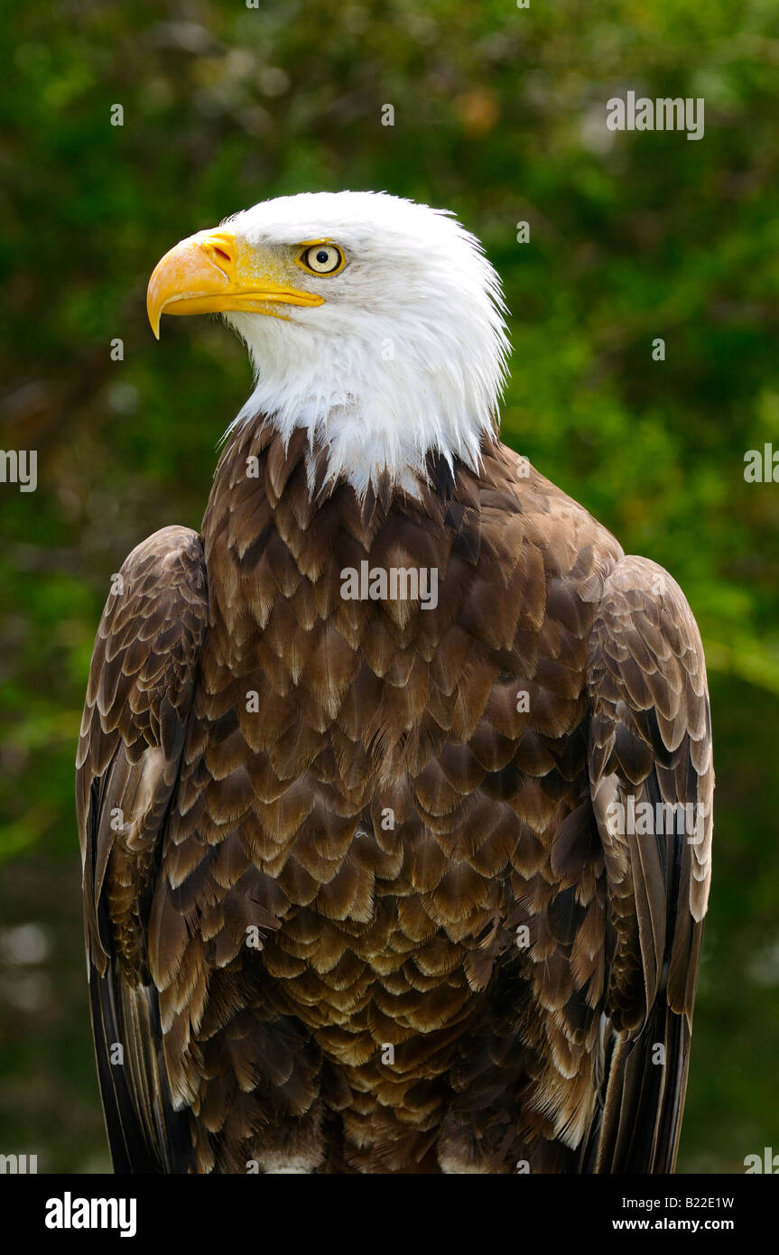 Intense stare of a bald eagle standing in the sun in a forest Ontario