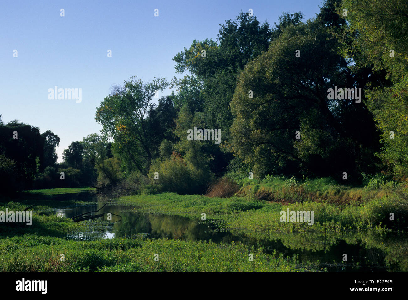 Hydrilla verticillata invasive aquatic plant weed Clear Lake State Park