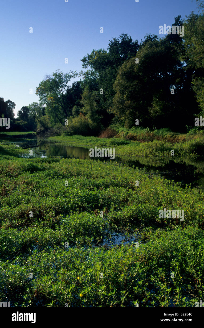 Hydrilla verticillata invasive aquatic plant weed Clear Lake State Park