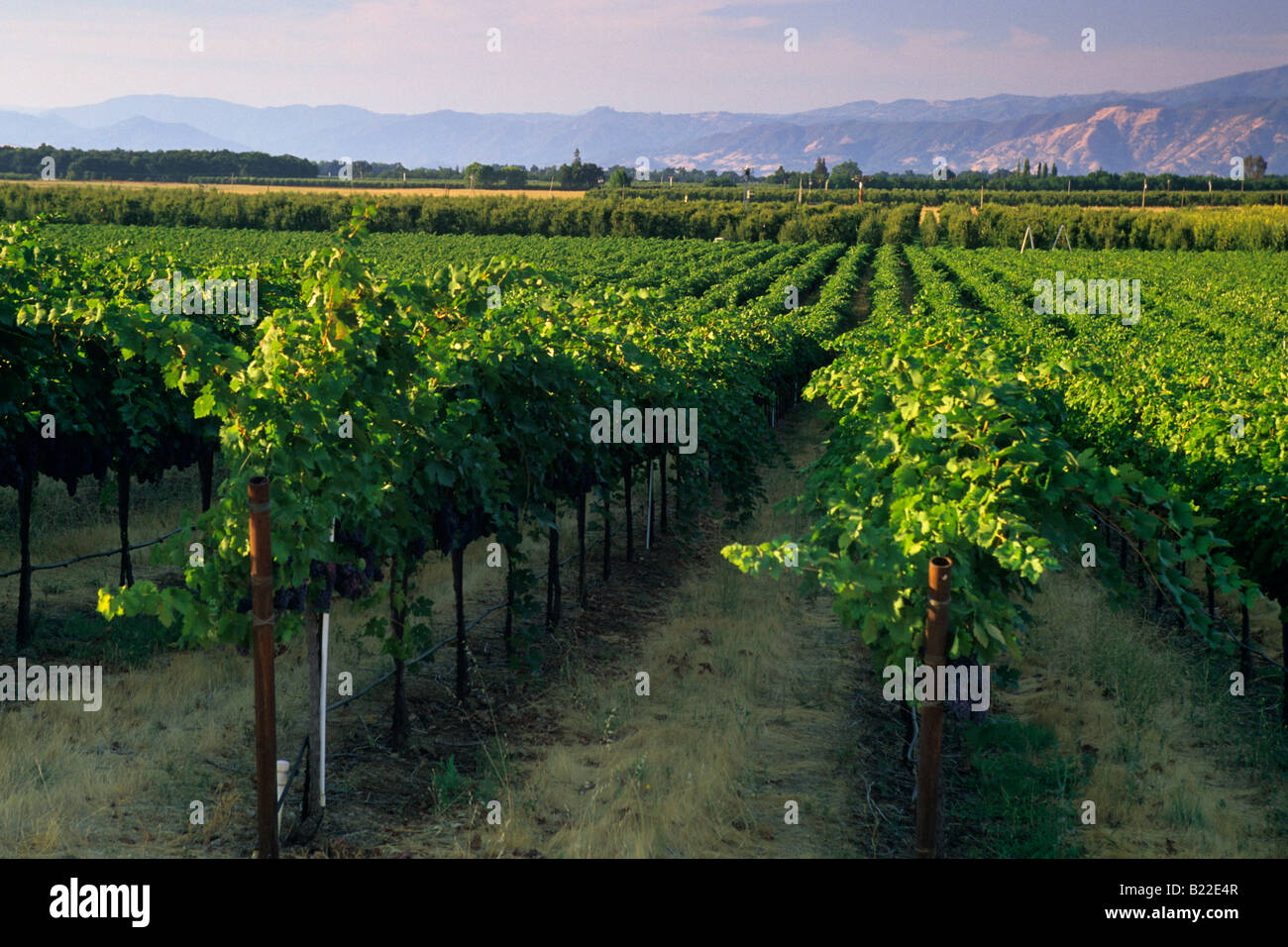 Vineyards in the Big Valley near Kelseyville Lake County California Stock Photo