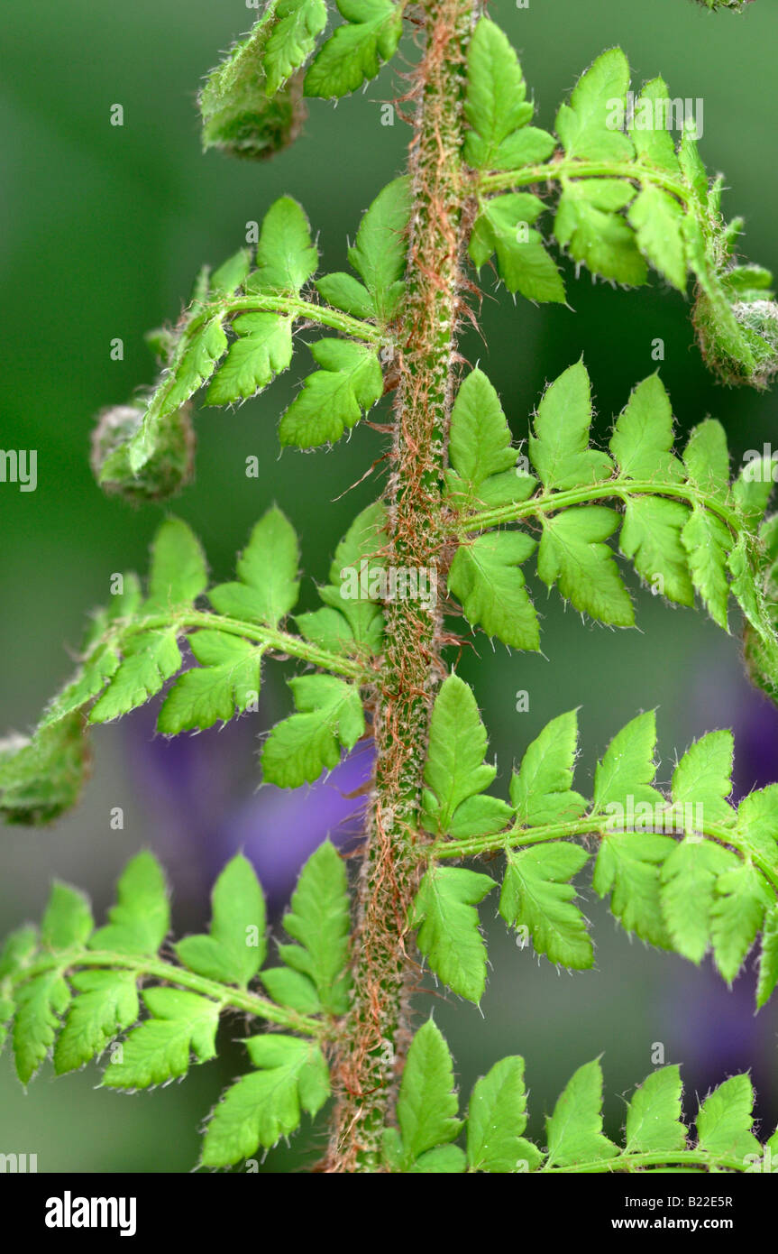 closeup detail of a Woodland fern leaves Dryopteris Stock Photo