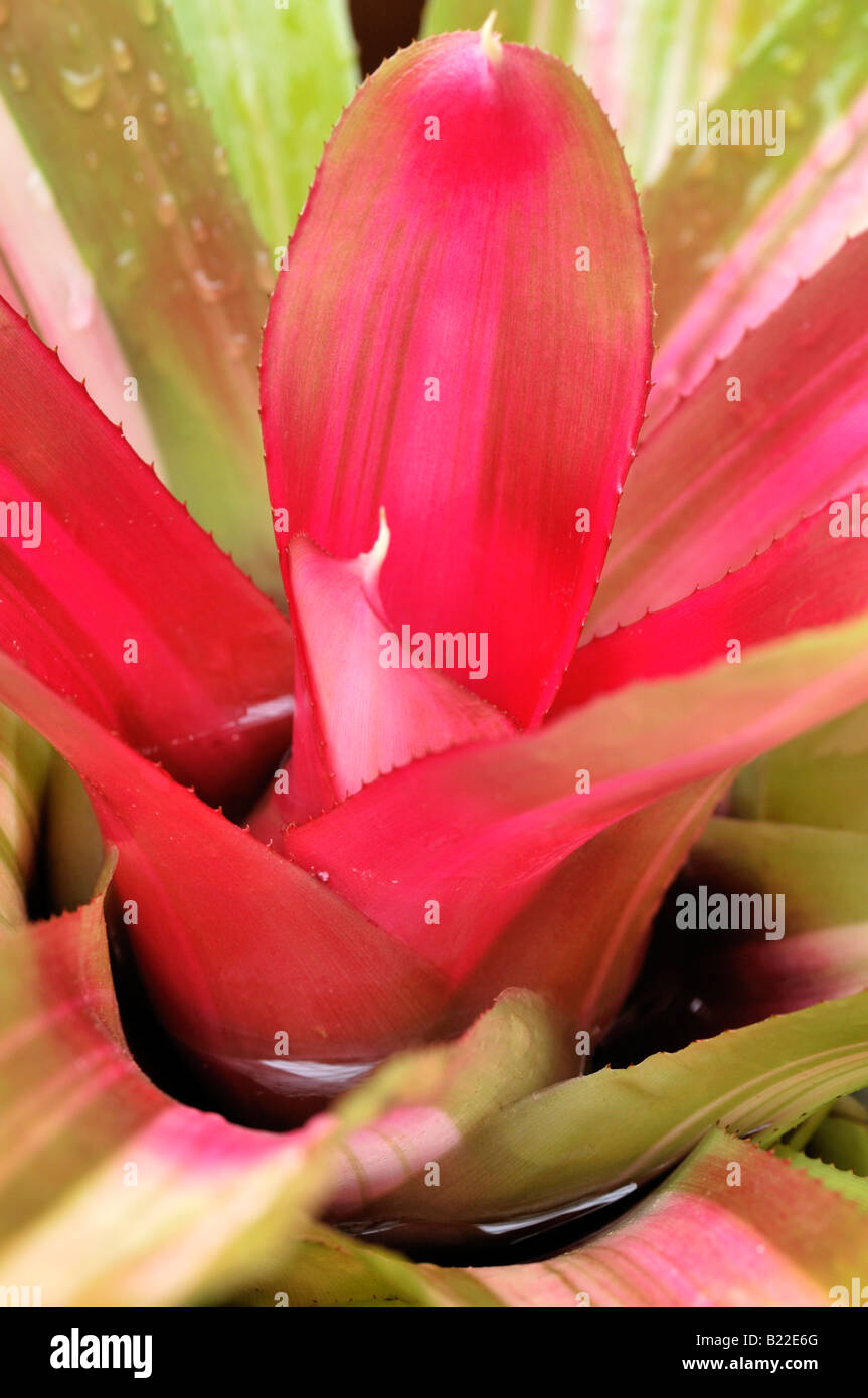 bromeliad plant without flower closeup close up macro detail Stock Photo