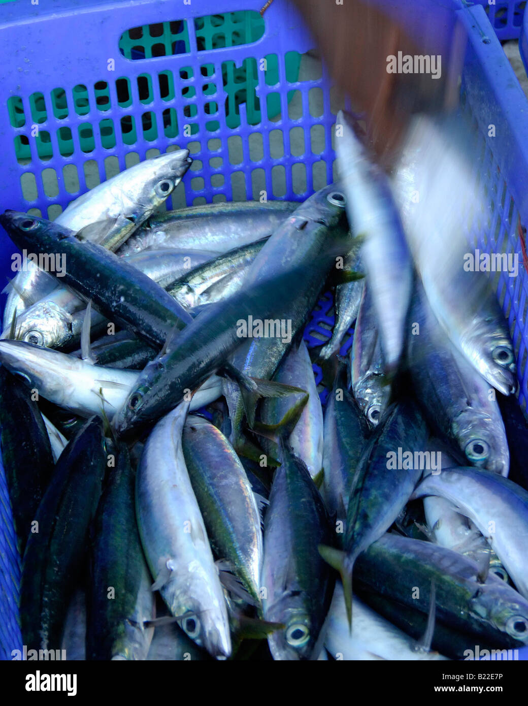 fish in a bucket Stock Photo Alamy