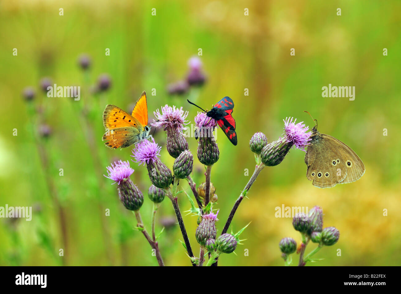Scarce Copper Butterfly Stock Photo - Alamy