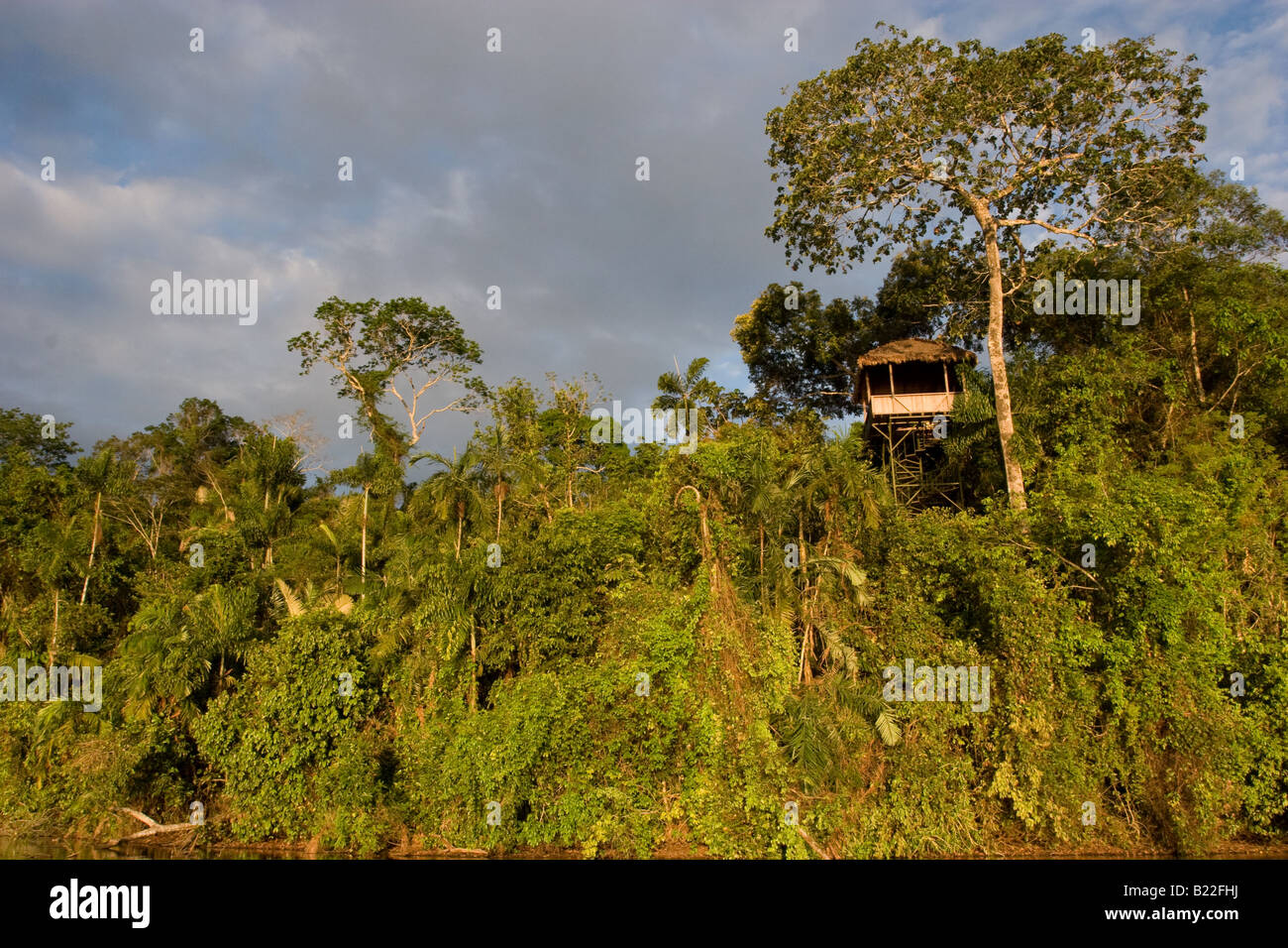 Amazon Jungle at Lake Sandoval in Peru Stock Photo - Alamy
