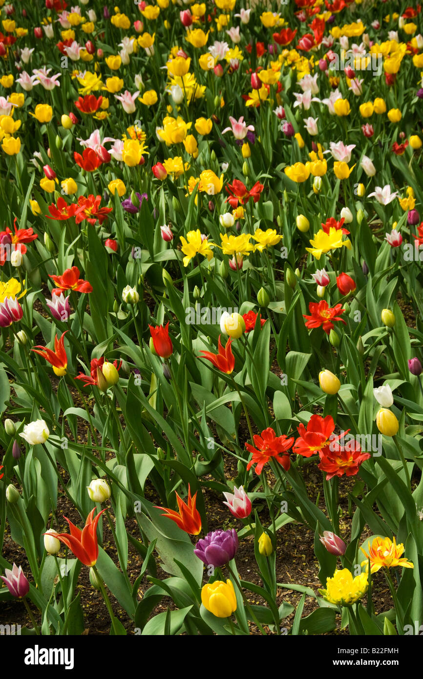 Tulip bed in grounds of Kolomenskoye, former royal estate, south-east of Moscow, Russia Stock Photo