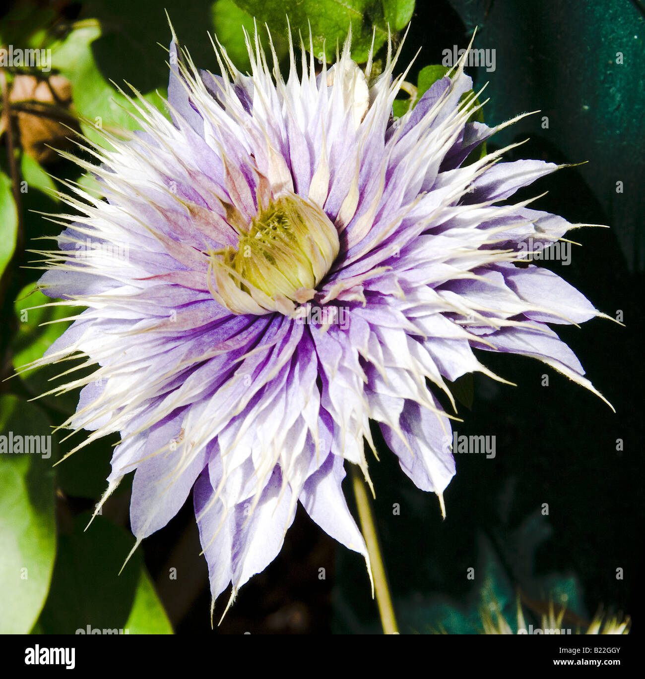 Chalk Hill Clematis Stock Photo Alamy