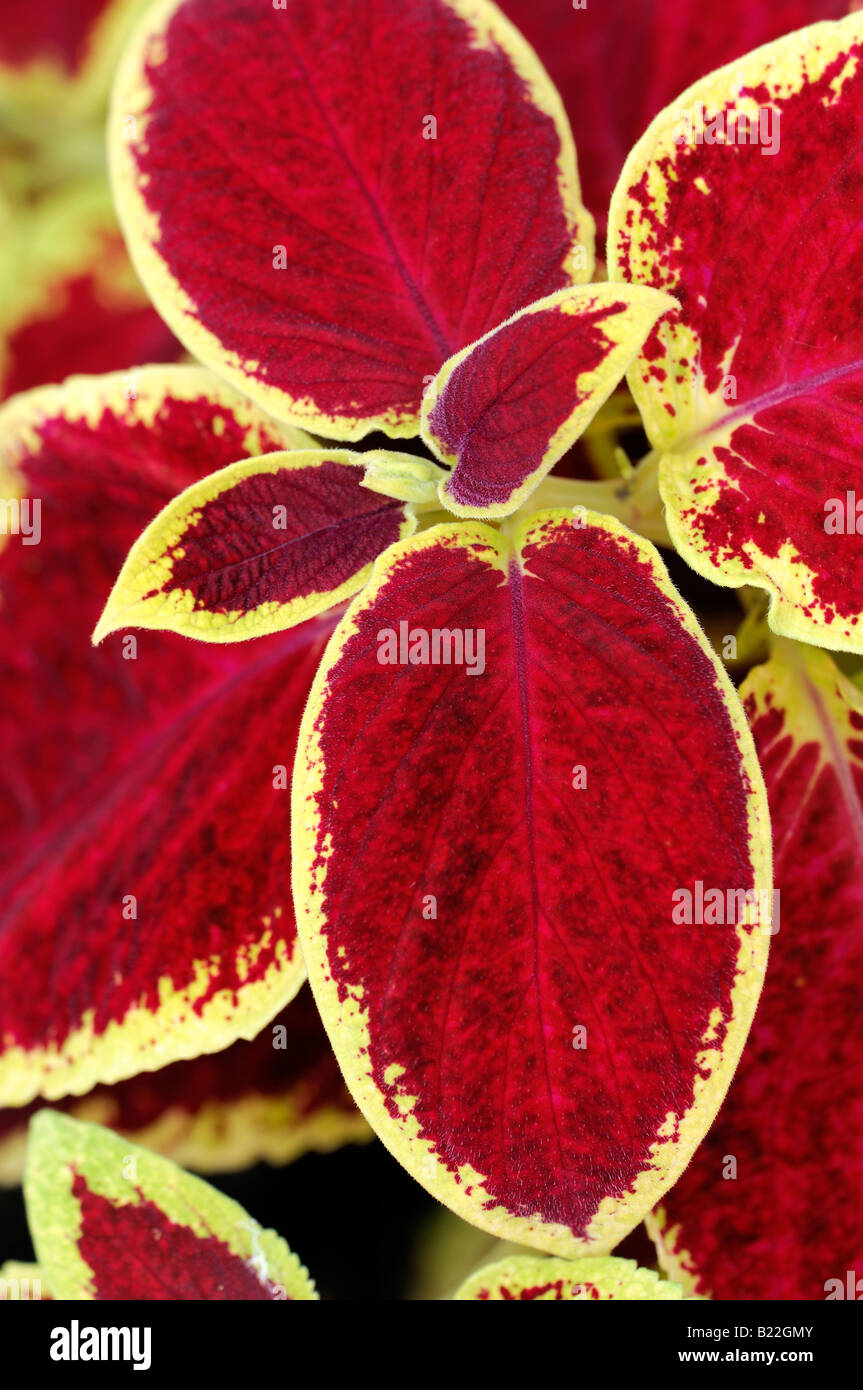 coleus wizard scarlet cultivar sp var variant red bright leaves closeup close up detail macro Stock Photo
