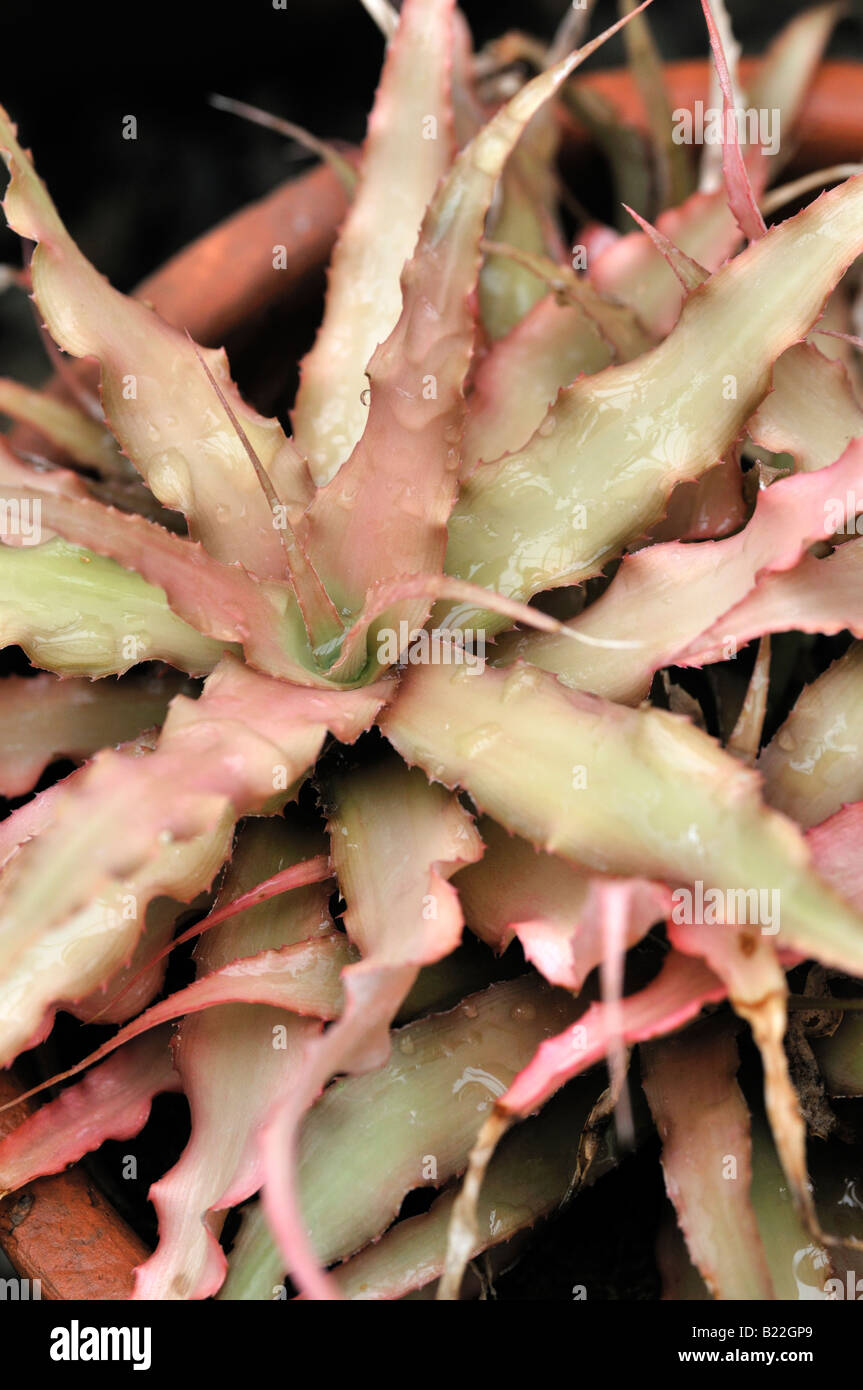 Cryptanthus acaulis var bromelioides closeup close up macro detail Stock Photo