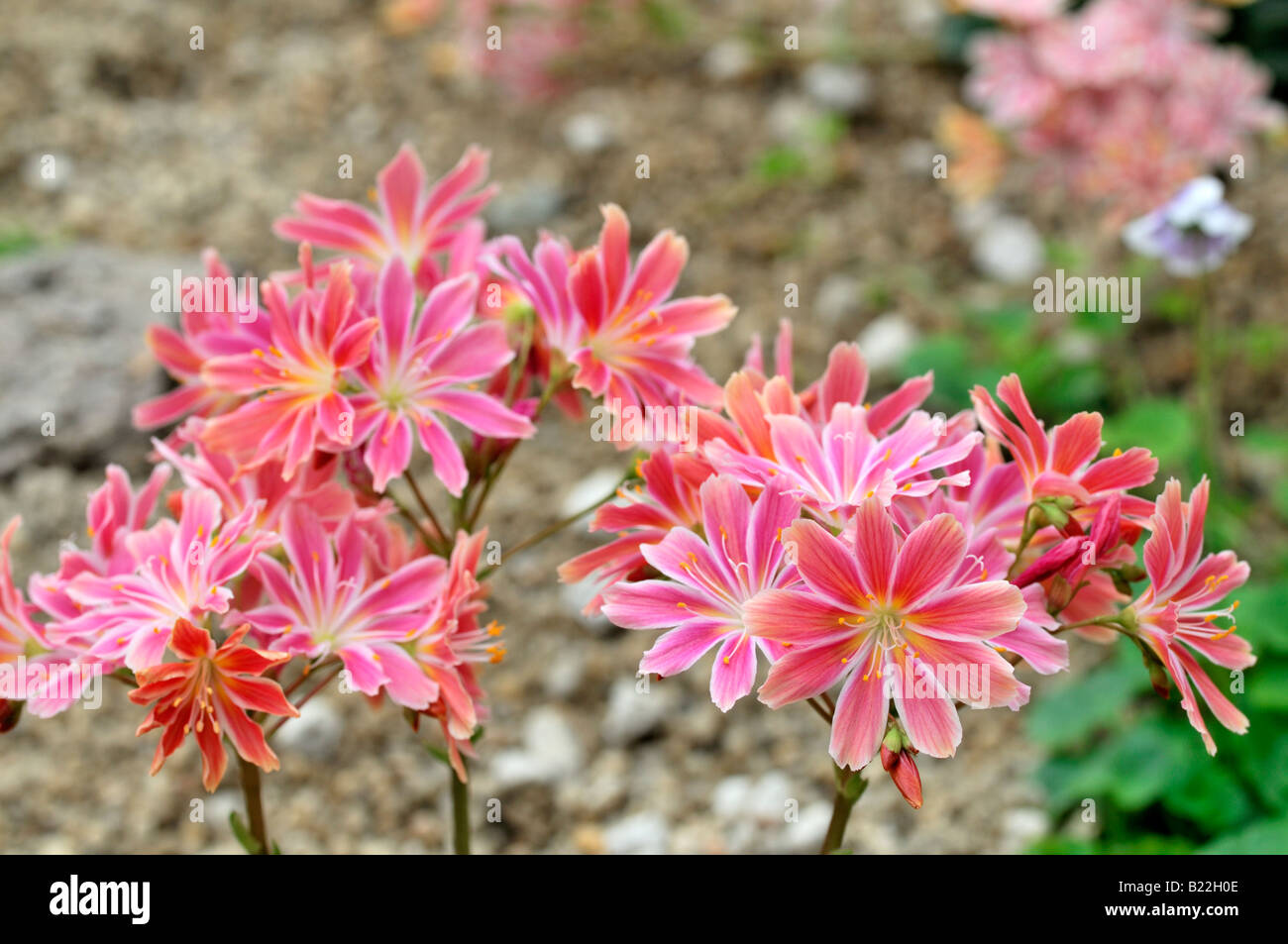 Pink white Lewisia Cotyledon bitter root hybrid flowers bloom blossom closeup close up marco portrait Stock Photo