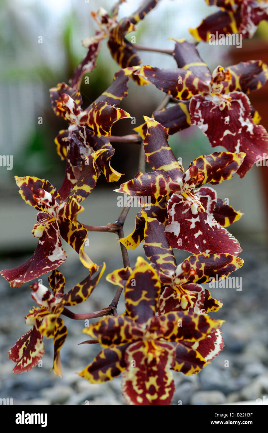 detail close up macro image of Oncidium orchid flowers var sp species variant Stock Photo