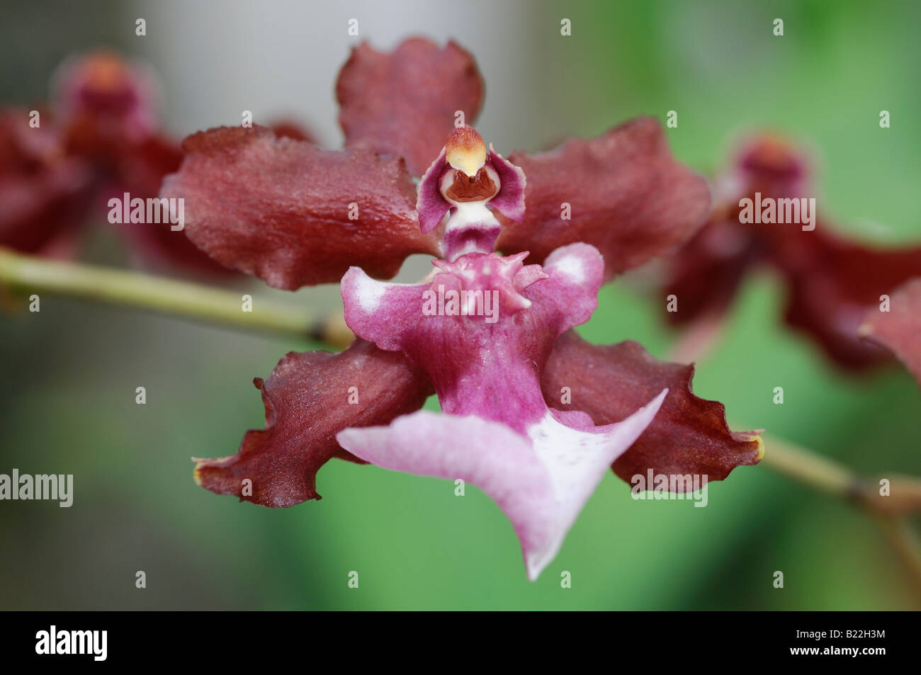 detail close up macro image of Oncidium Sharry Baby orchid flowers var sp species variant Stock Photo