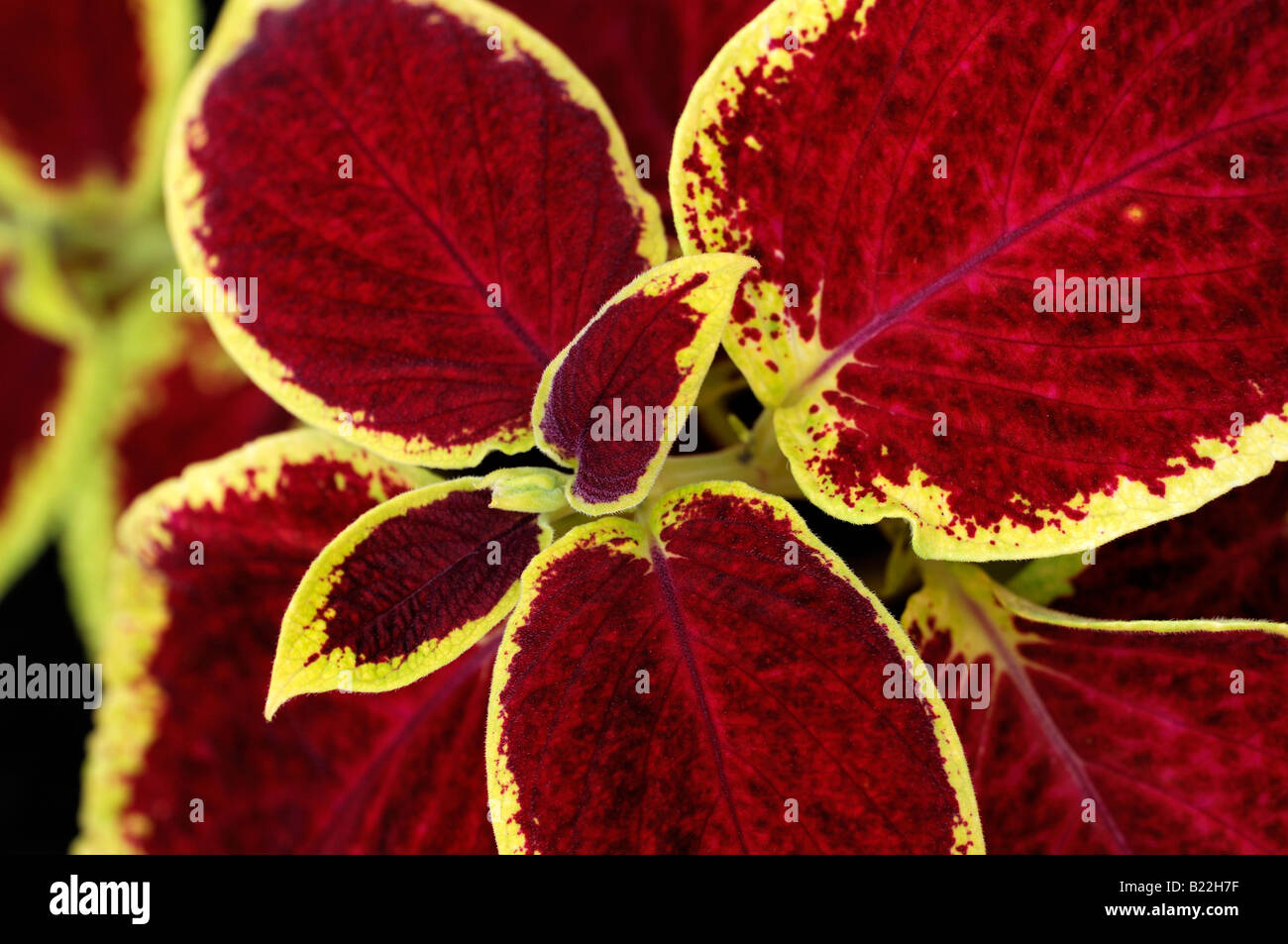 coleus wizard scarlet cultivar sp var variant red bright leaves closeup close up detail macro Stock Photo