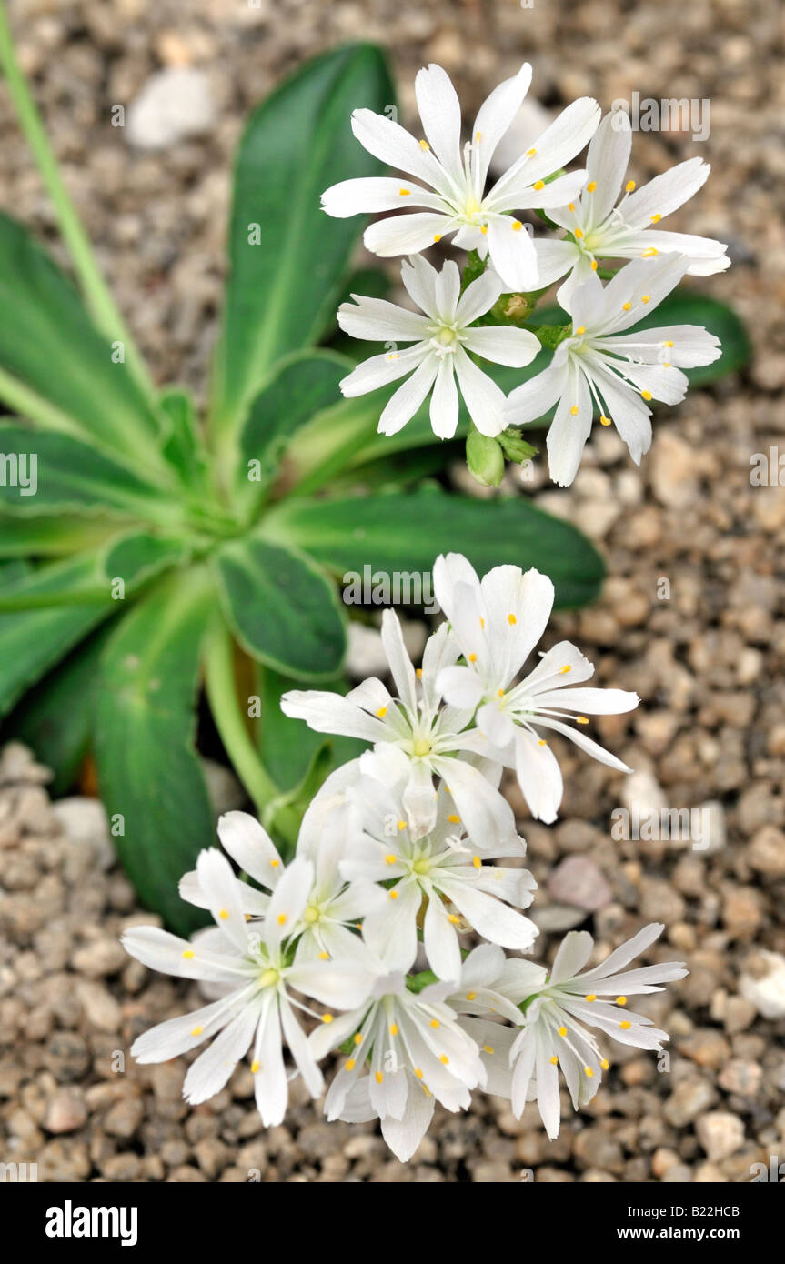 white Lewisia Cotyledon bitter root hybrid flowers bloom blossom closeup close up marco portrait Stock Photo
