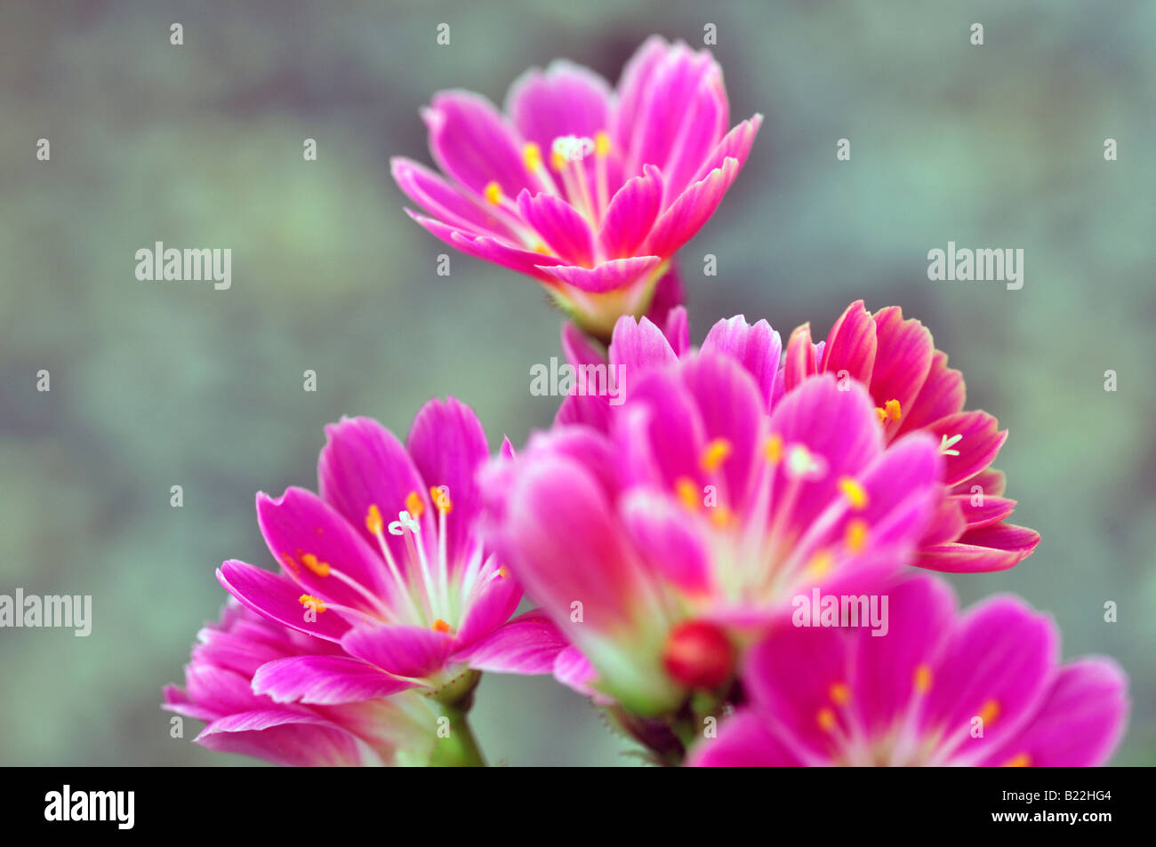 Pink and white Lewisia Cotyledon bitter root hybrid flowers bloom blossom closeup close up marco portrait Stock Photo