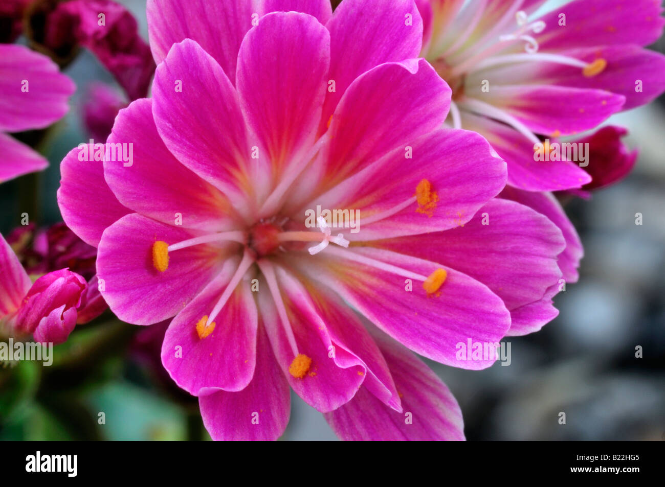 Pink Lewisia Cotyledon bitter root hybrid flowers bloom blossom closeup close up marco portrait Stock Photo