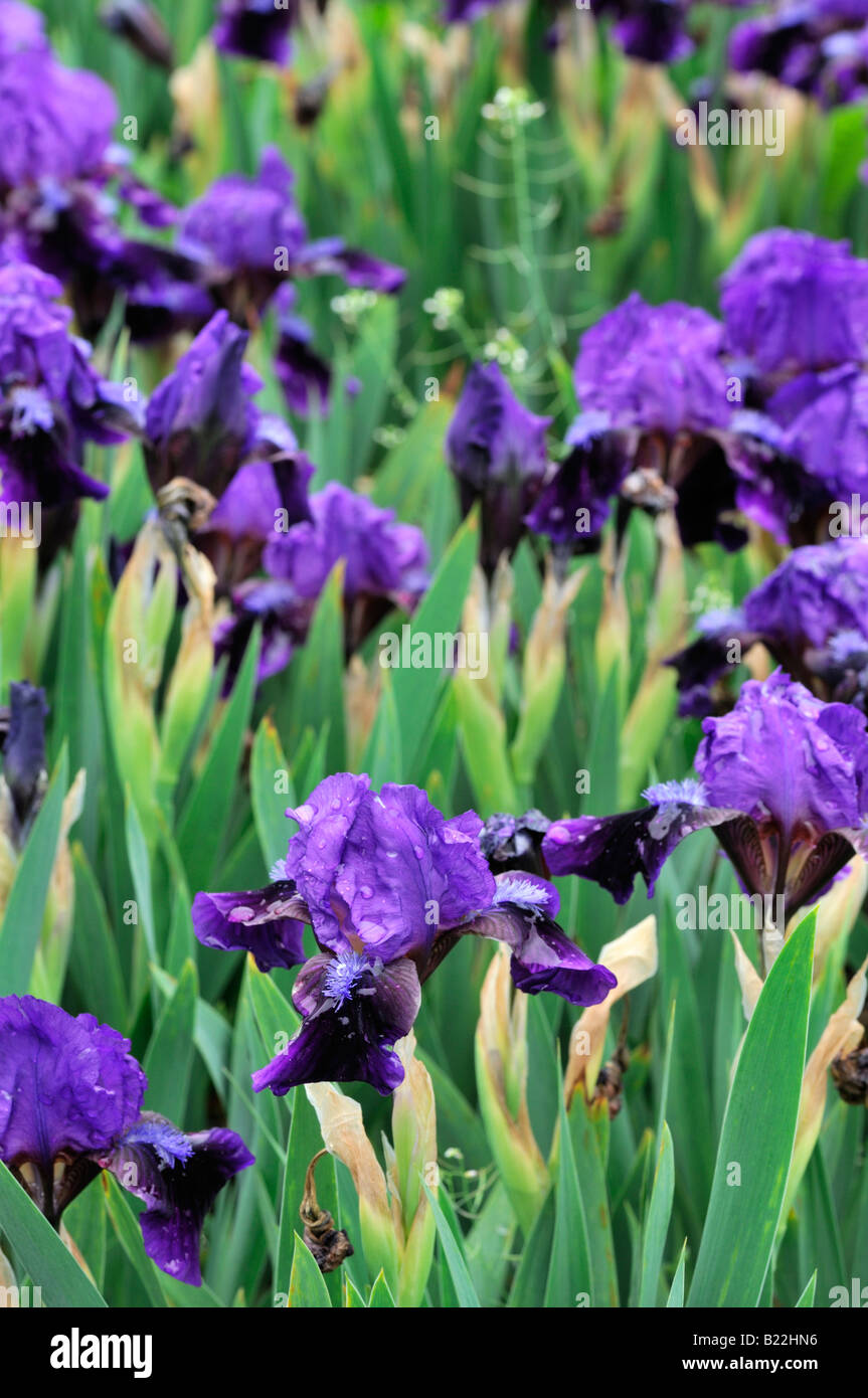 iris germanica iris pumilla atroviolacea German Iris aka Blue Flag, Rhizomatous Iris or Bearded Iris Stock Photo