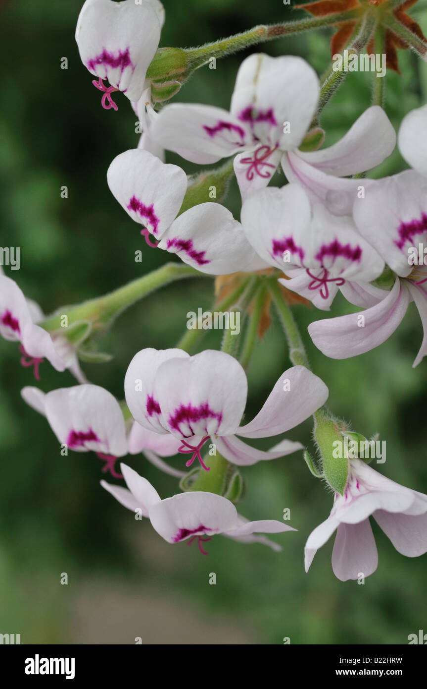 Pelargonium cultivar var sp species graveolum flowers purple detail macro closeup close up Stock Photo