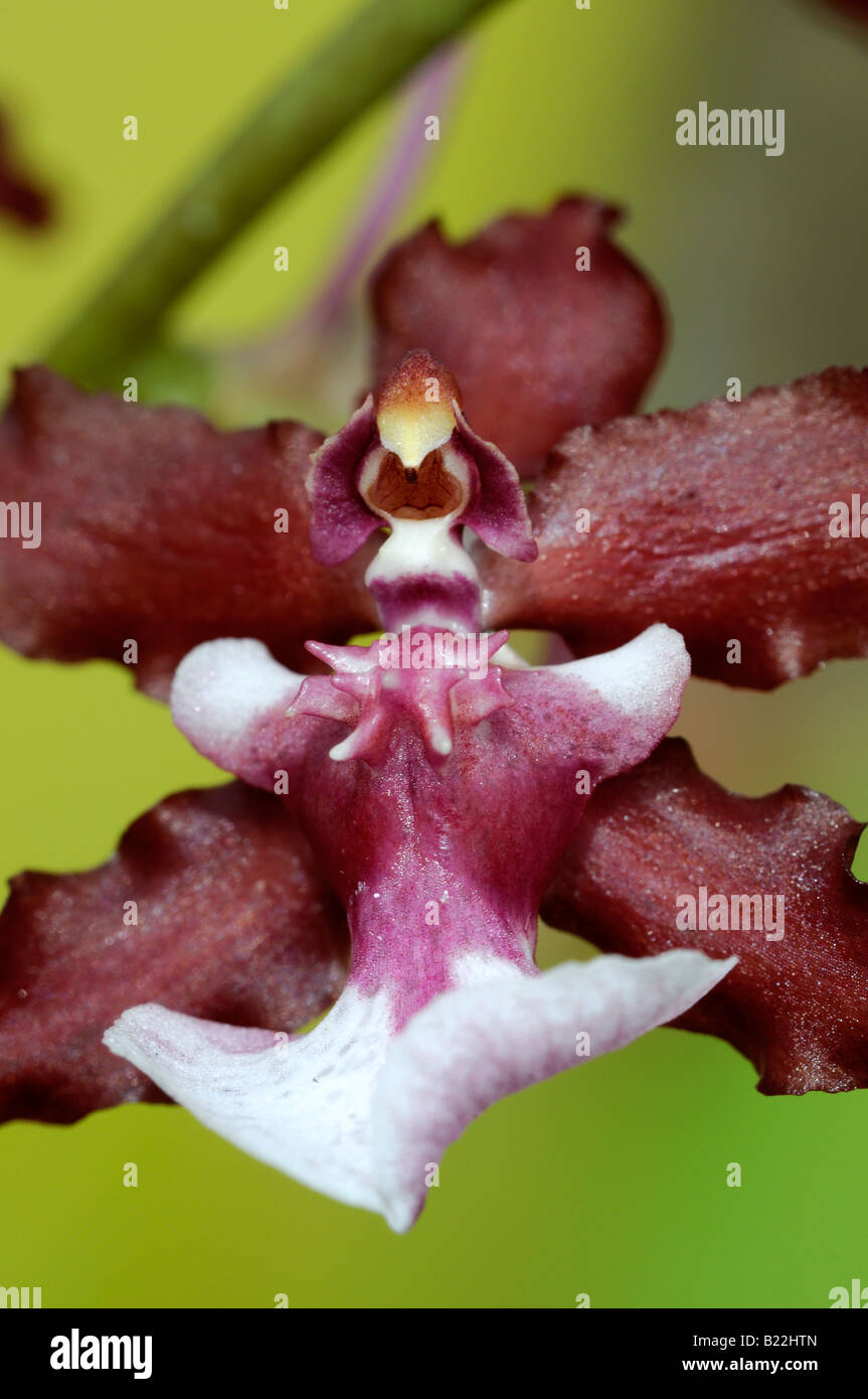 detail close up macro image of Oncidium Sharry Baby orchid flowers var sp species variant Stock Photo