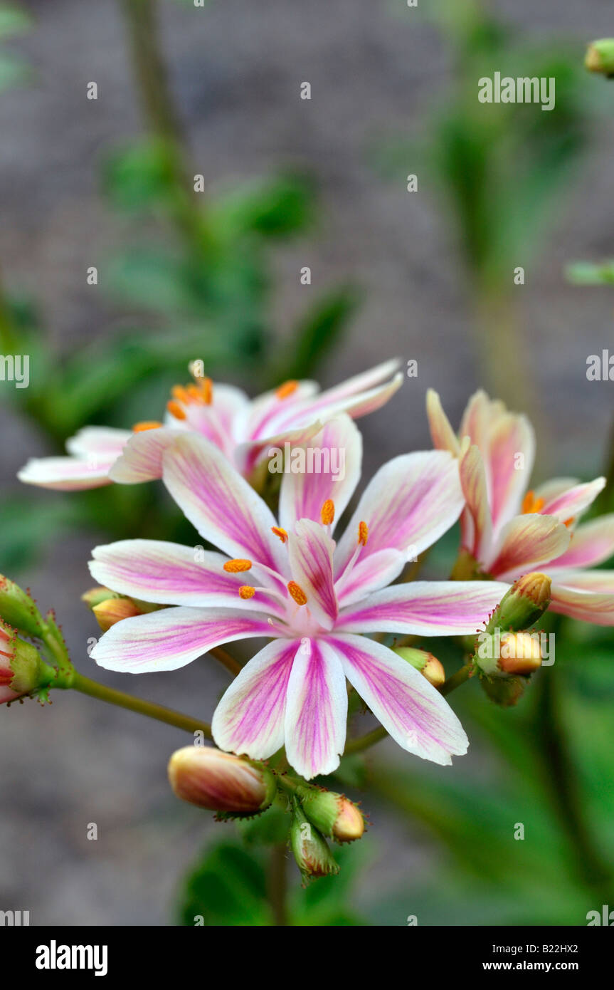 Pink and white Lewisia Cotyledon bitter root hybrid flowers bloom blossom closeup close up macro portrait Stock Photo