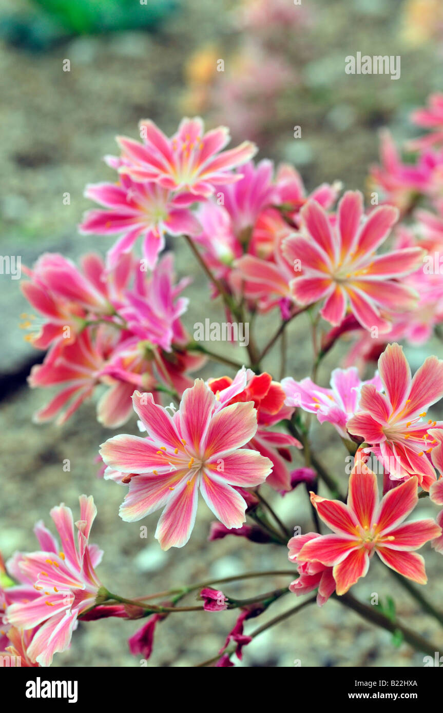 Pink  Lewisia Cotyledon bitter root hybrid flowers bloom blossom closeup close up marco portrait Stock Photo