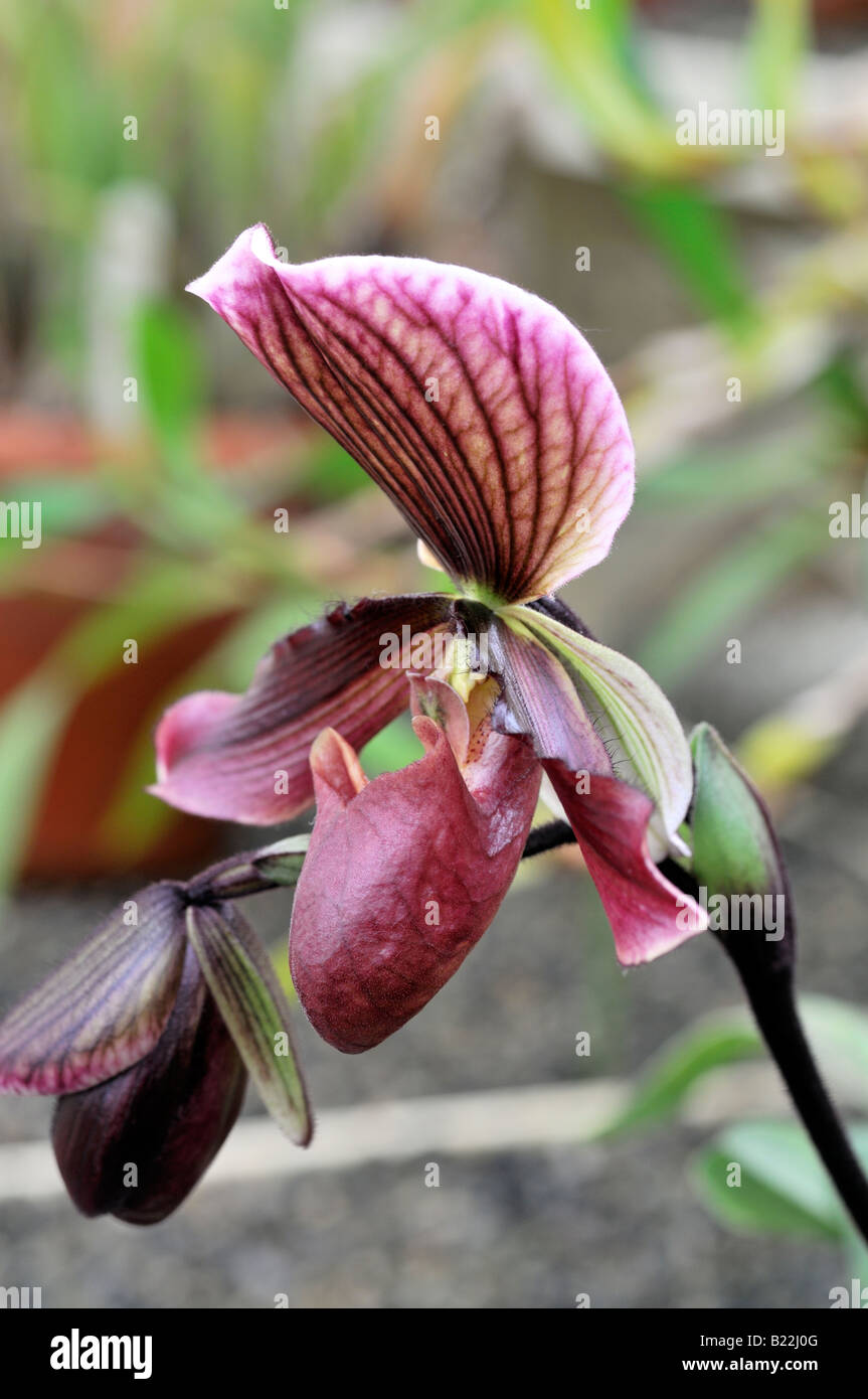 paphiopedilum hybrid greda single pink purple striped flower also known as slipper paph or paph orchids Stock Photo